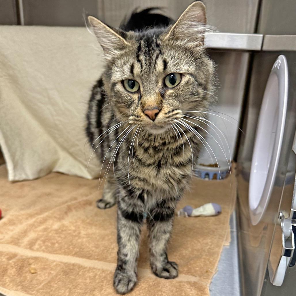 Enlarge Mystery, a Adoptable Domestic Medium Hair in Hailey, ID image 3/6