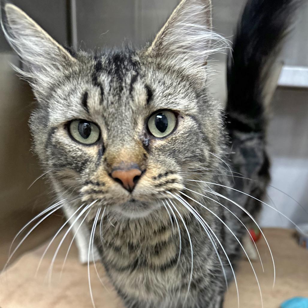 Enlarge Mystery, a Adoptable Domestic Medium Hair in Hailey, ID image 5/6