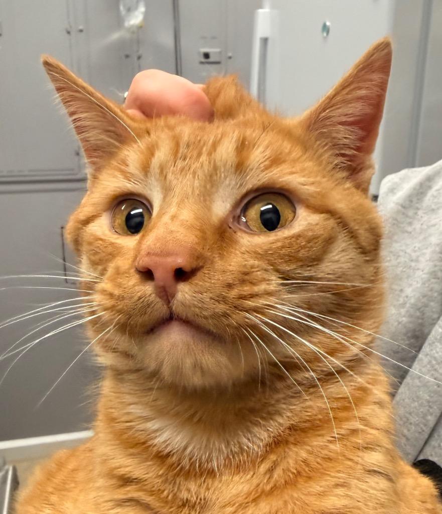 Pookie, Adoptable, Adult Male Domestic Short Hair.