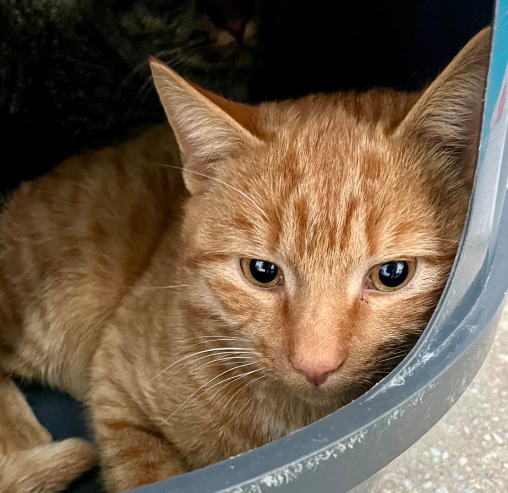 Pookie, a Adoptable mixed breed in Burnsville, NC image 2/2