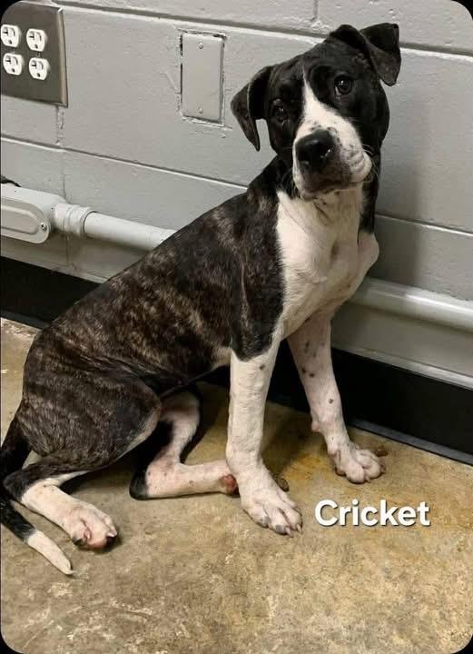 Cricket