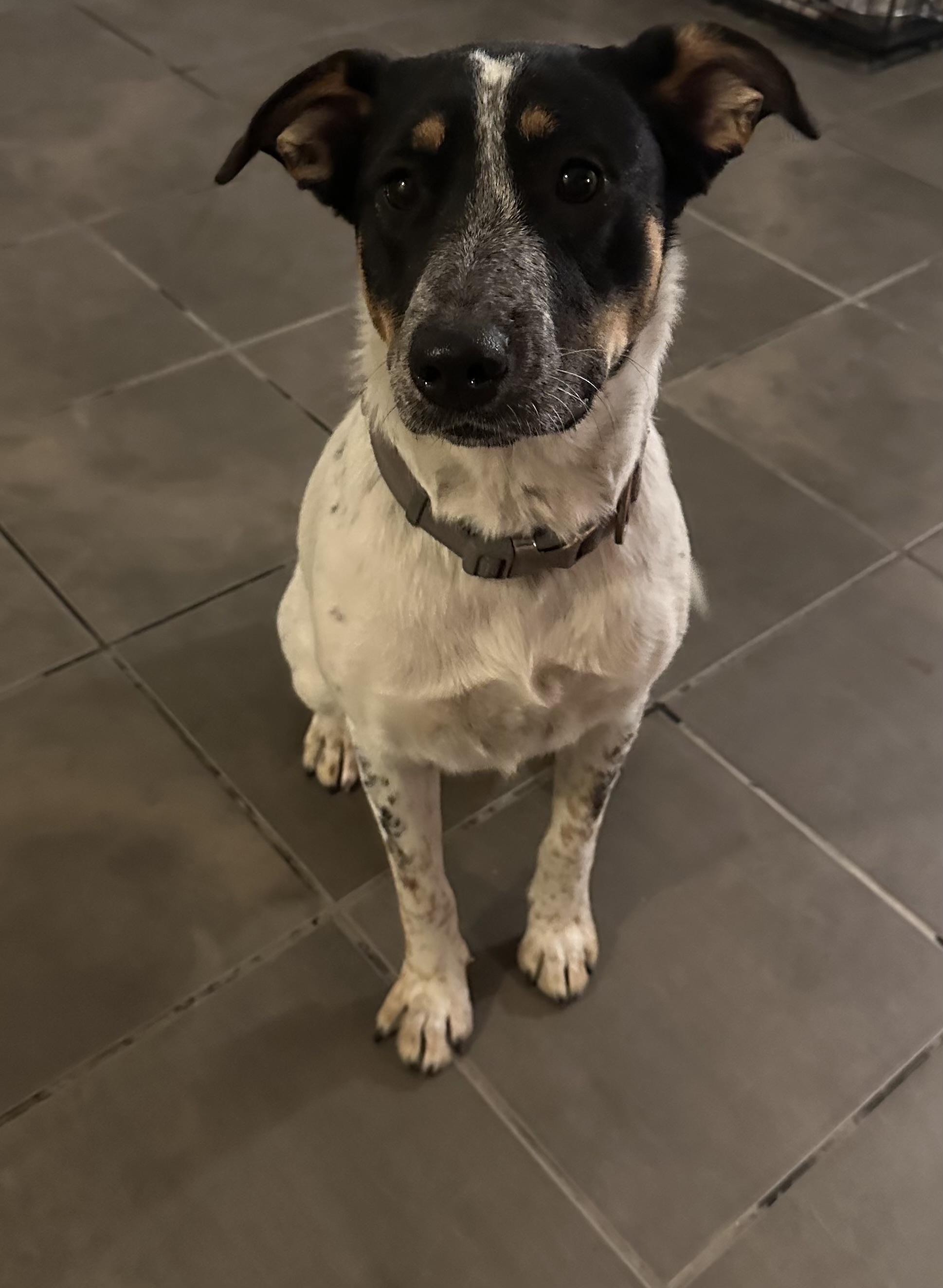 Oreo, a Adoptable mixed breed in Houston, TX image 4/4