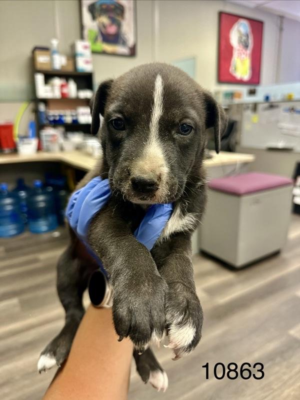 Tuesday, Adoptable, Puppy Male Shepherd.