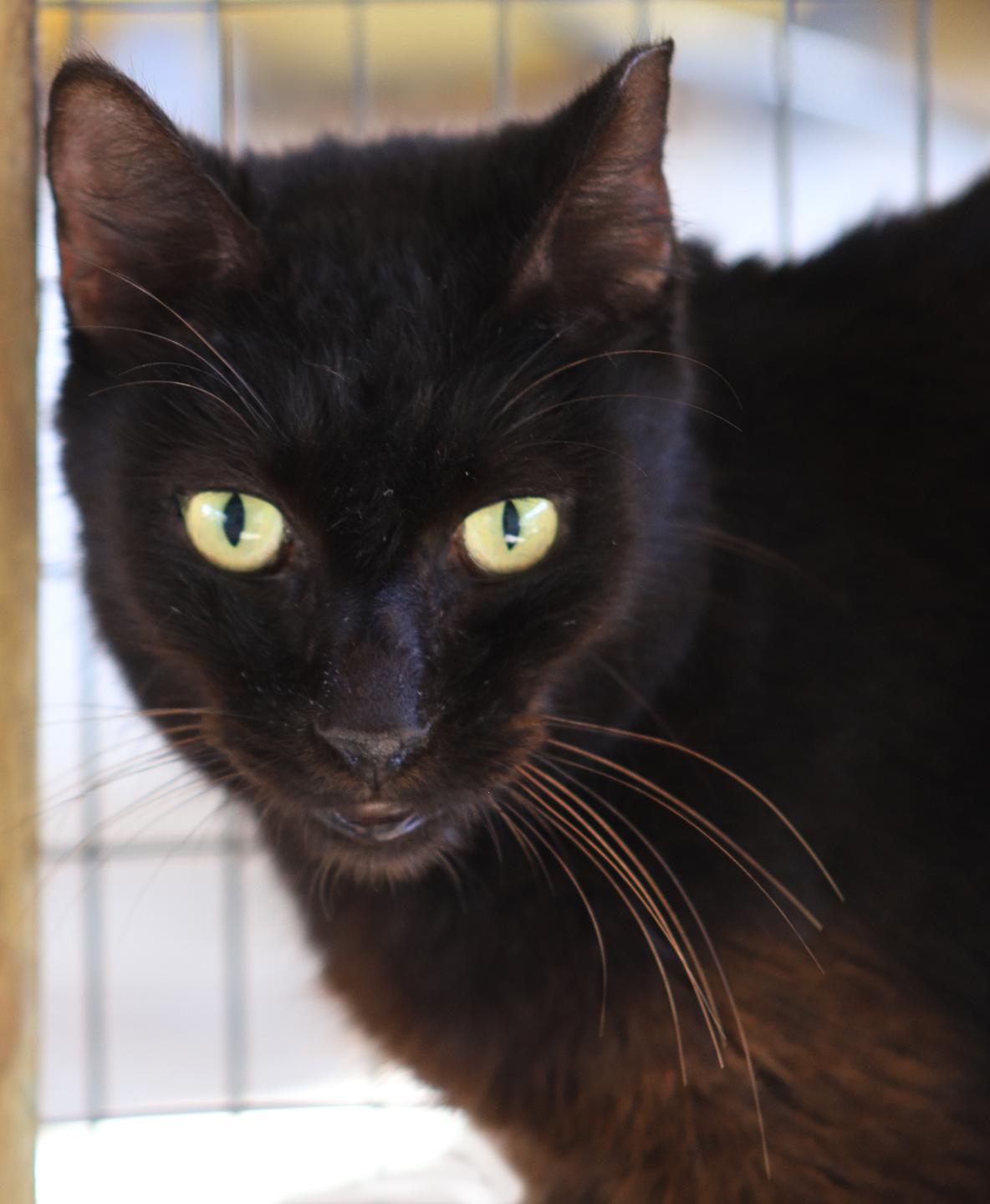 Enlarge Josephine, a Adoptable Domestic Short Hair in North Fort Myers, FL image 4/4