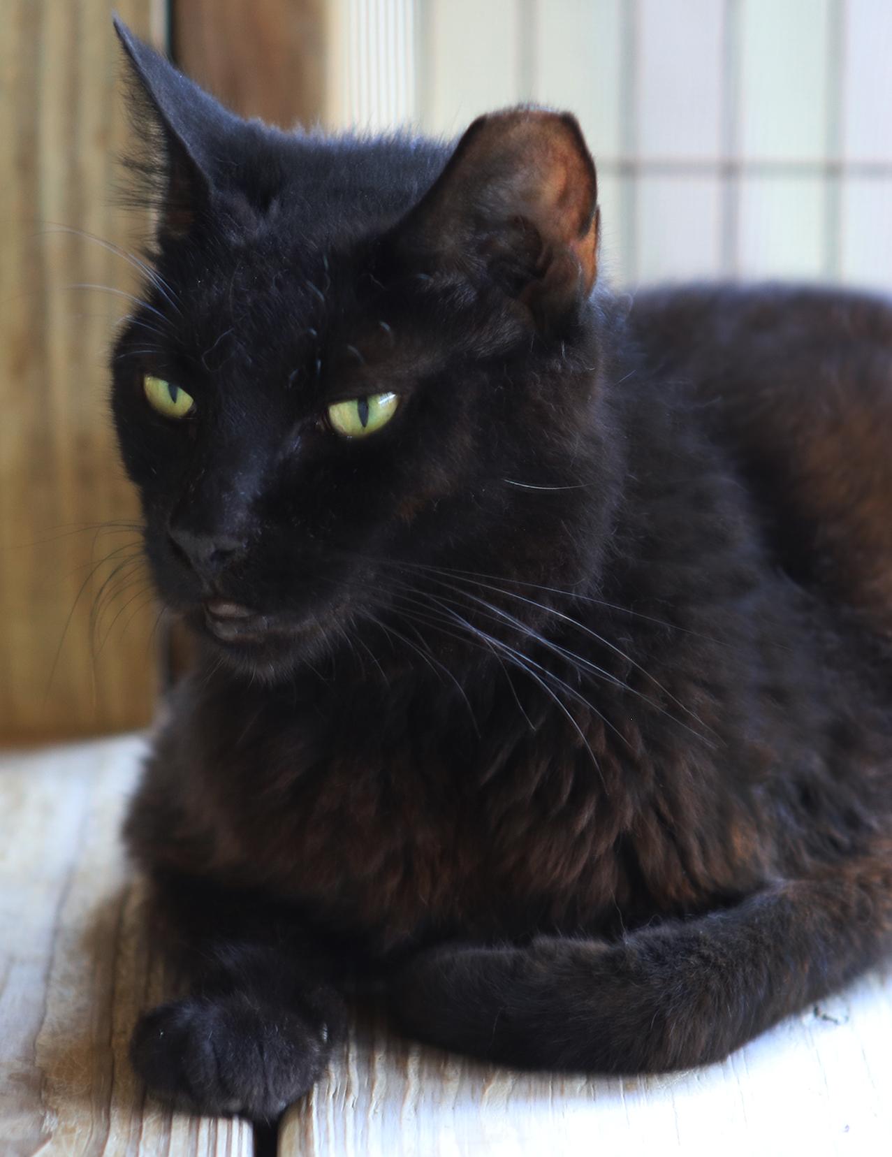 Enlarge Josephine, a Adoptable Domestic Short Hair in North Fort Myers, FL image 1/4