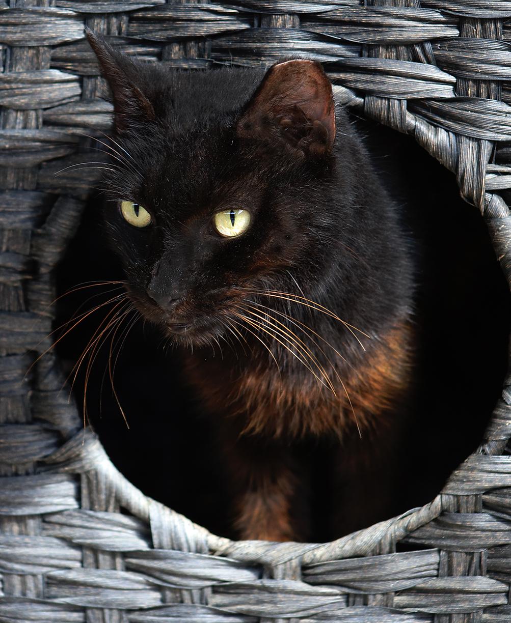 Enlarge Josephine, a Adoptable Domestic Short Hair in North Fort Myers, FL image 2/4