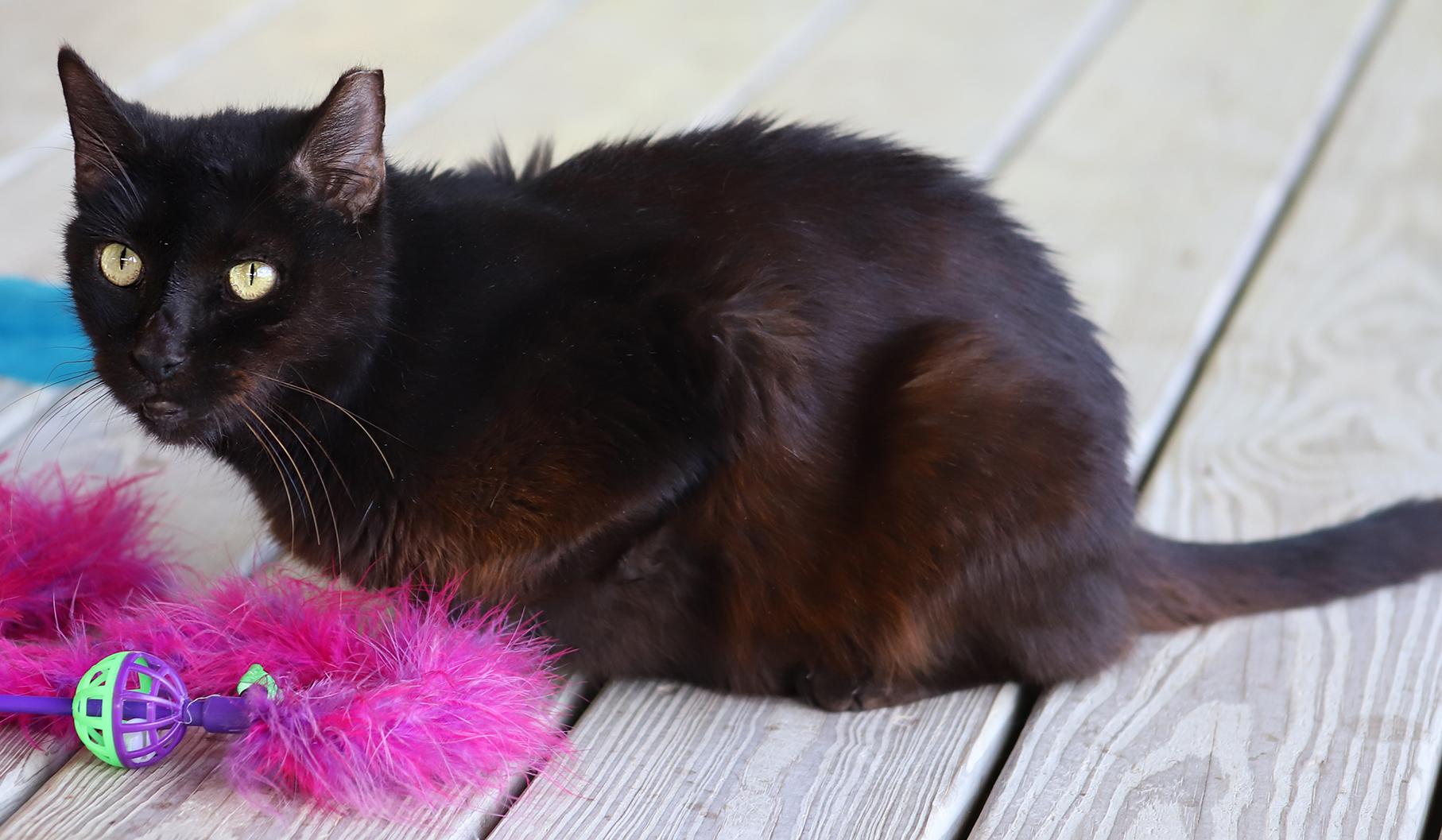 Enlarge Josephine, a Adoptable Domestic Short Hair in North Fort Myers, FL image 3/4