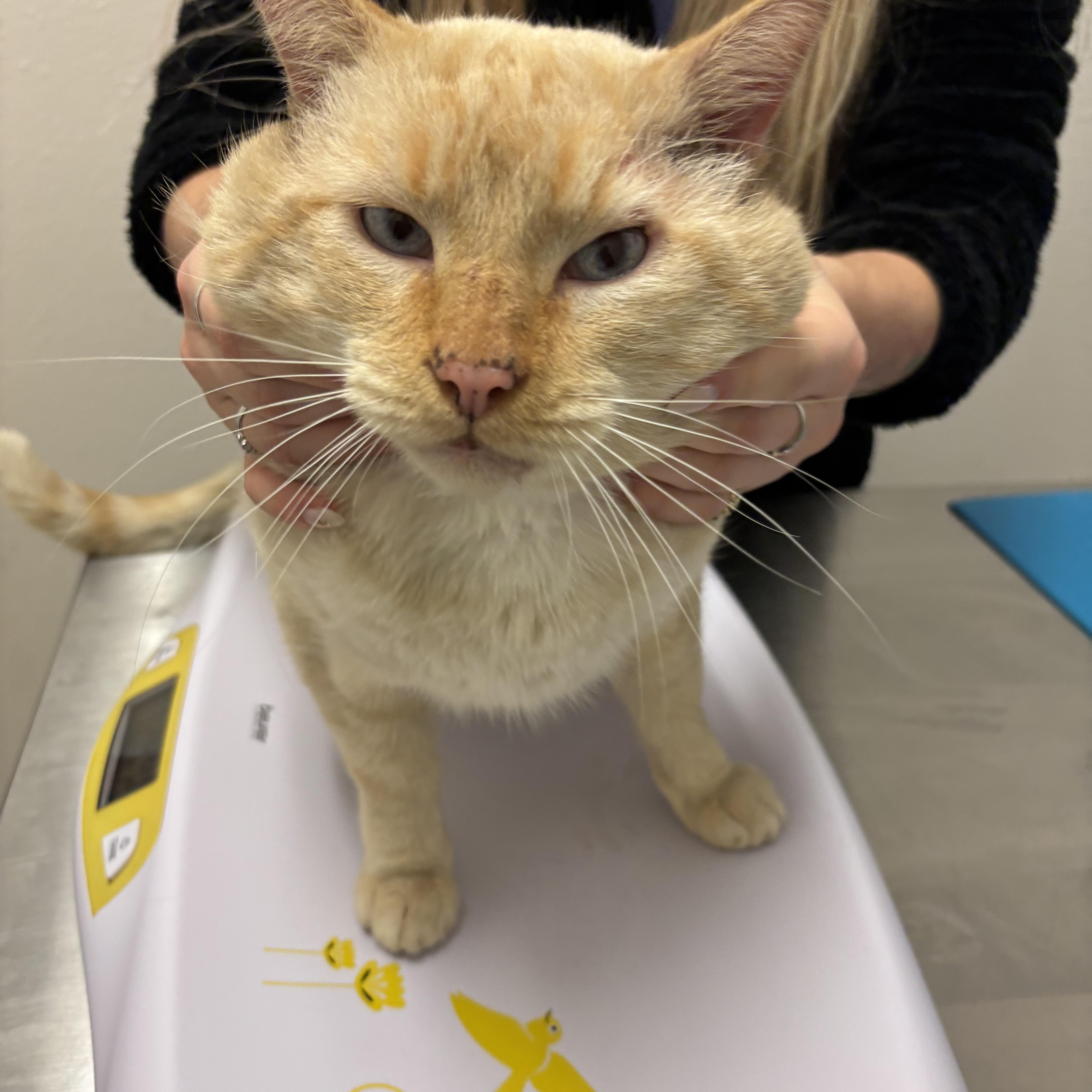 Oakley , ADOPTABLE, Adult Male Siamese.