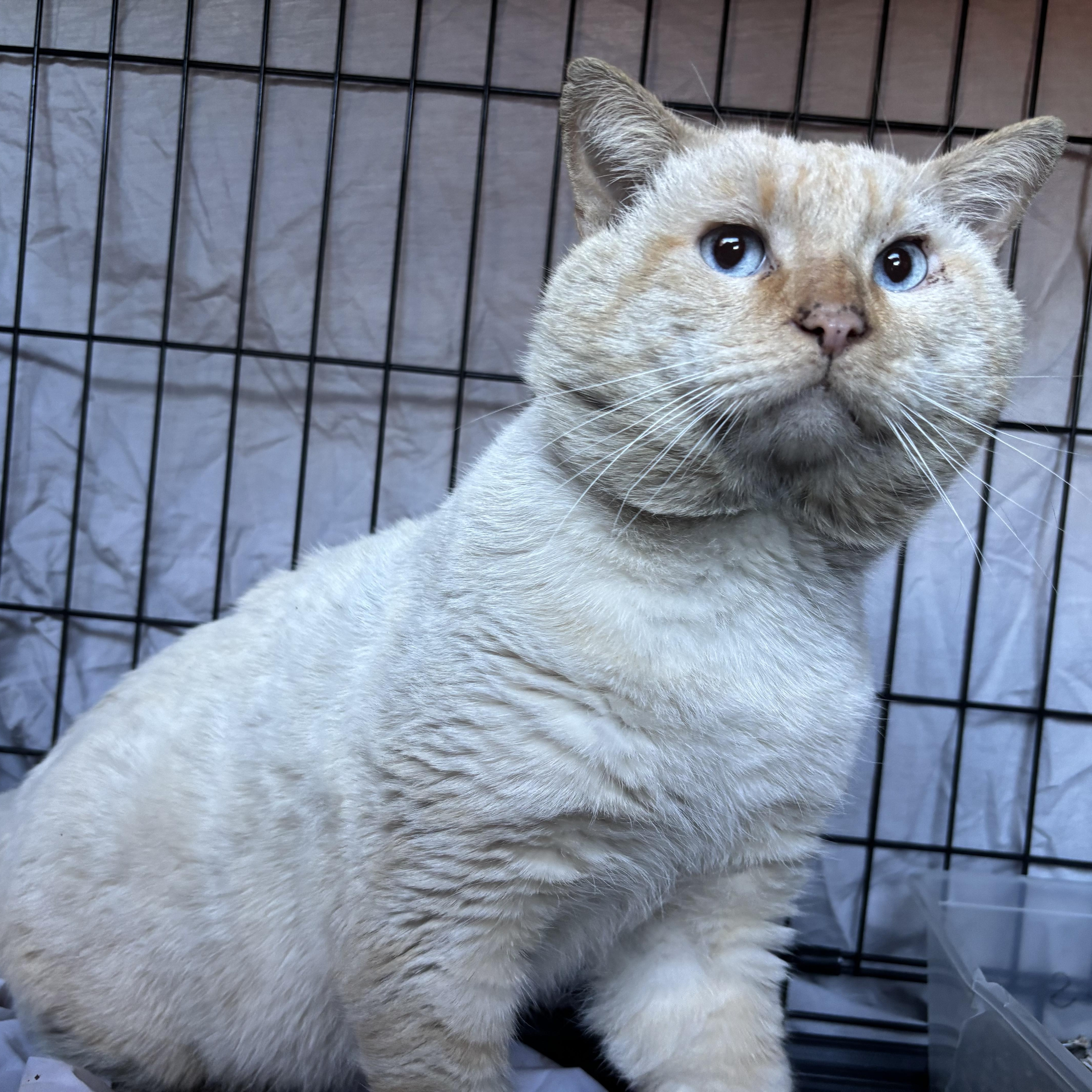 Enlarge Oakley , a ADOPTABLE Siamese in San Diego, CA image 2/2