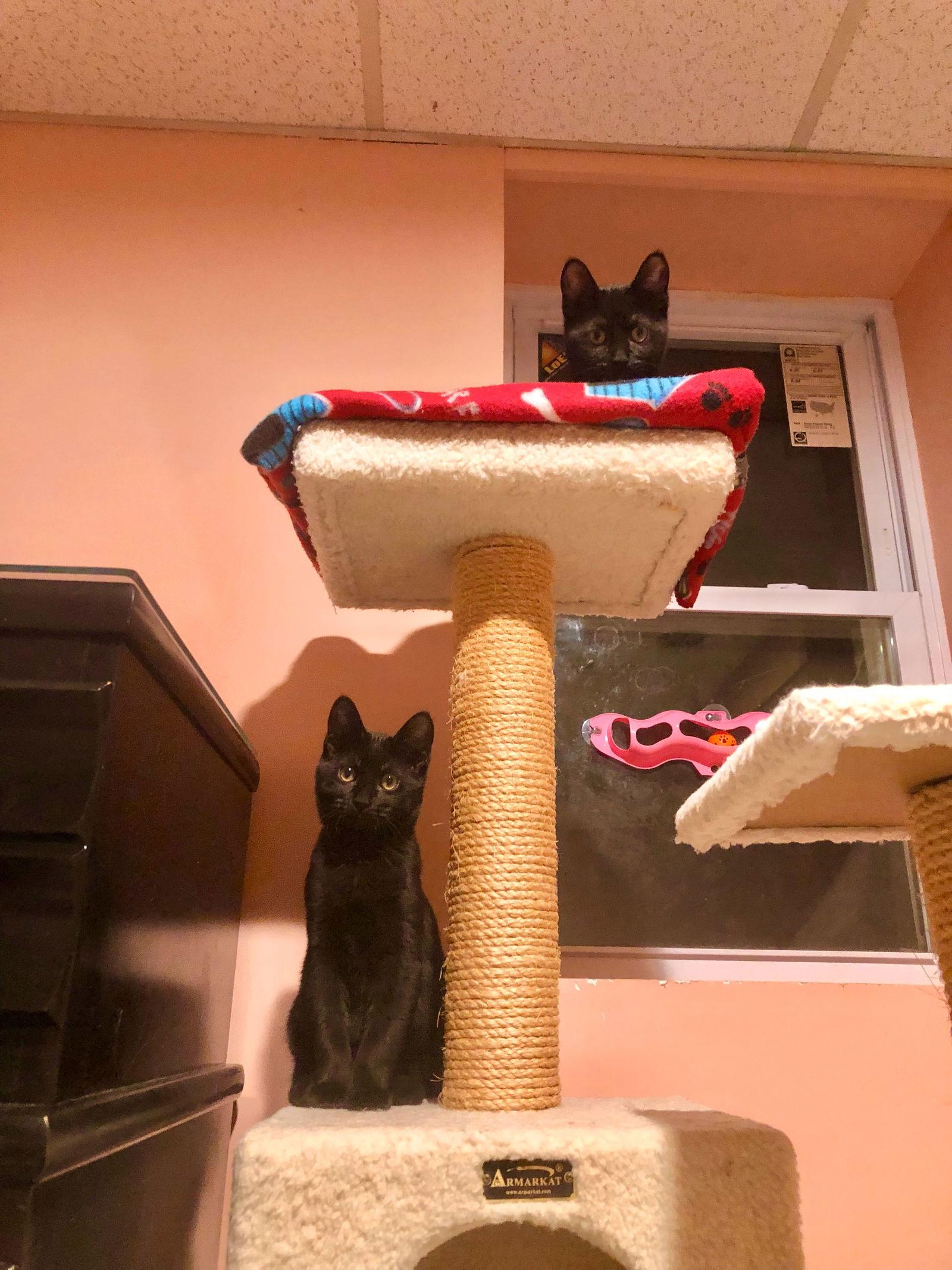 Enlarge Twilight, a Adoptable Domestic Short Hair in West Cornwall, CT image 1/4