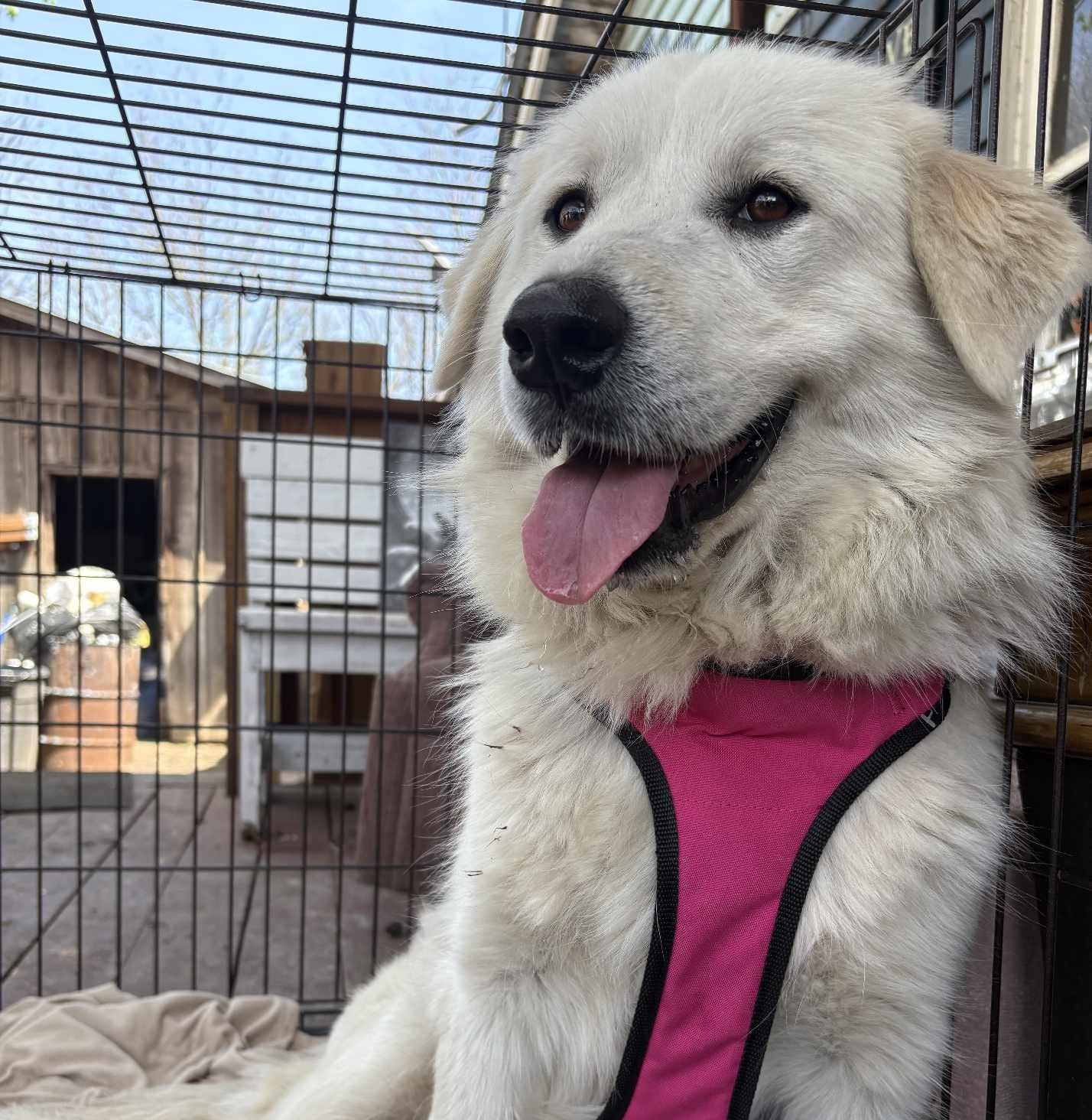 Royal SAT AN Maple, Adopted, Adult Female Great Pyrenees.