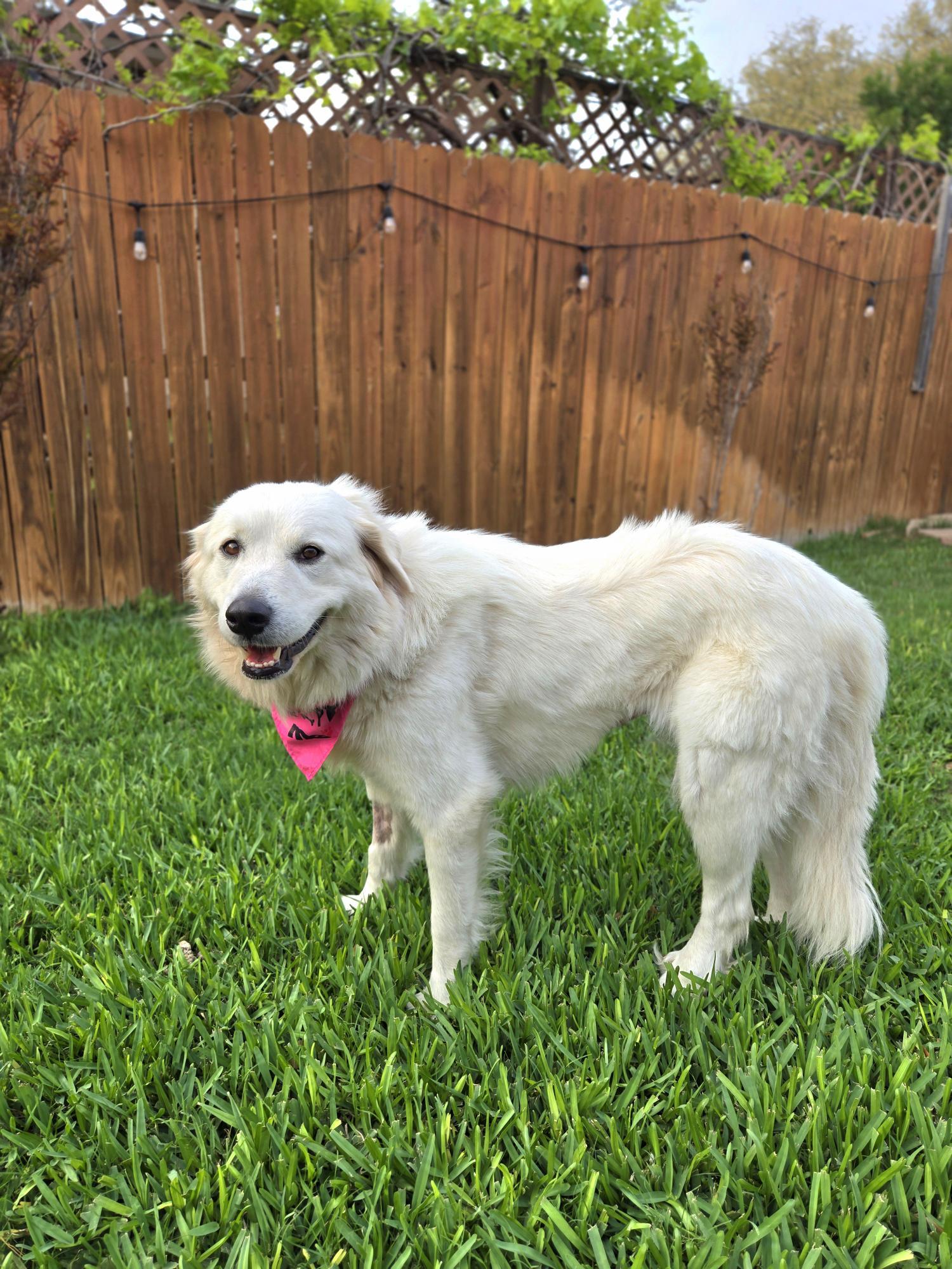Enlarge Royal SAT AN Maple, a Adopted Great Pyrenees in Saint Jo, TX image 2/6