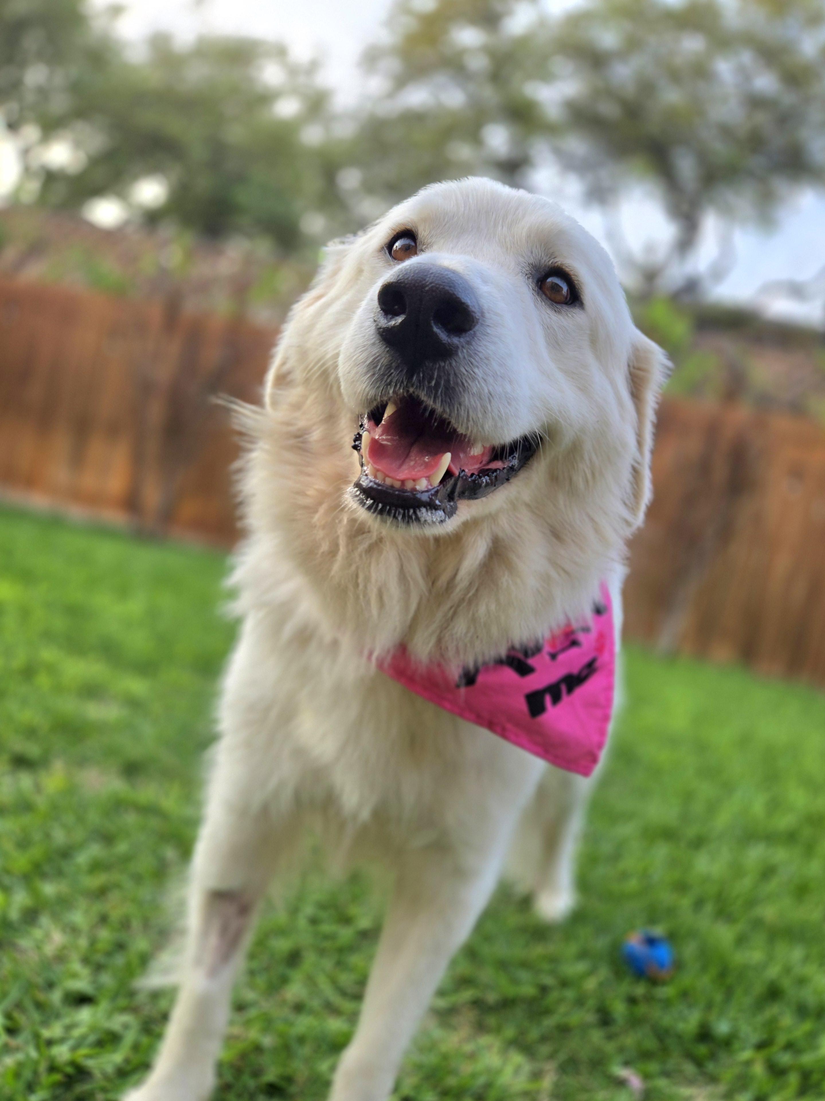 Enlarge Royal SAT AN Maple, a Adopted Great Pyrenees in Saint Jo, TX image 3/6