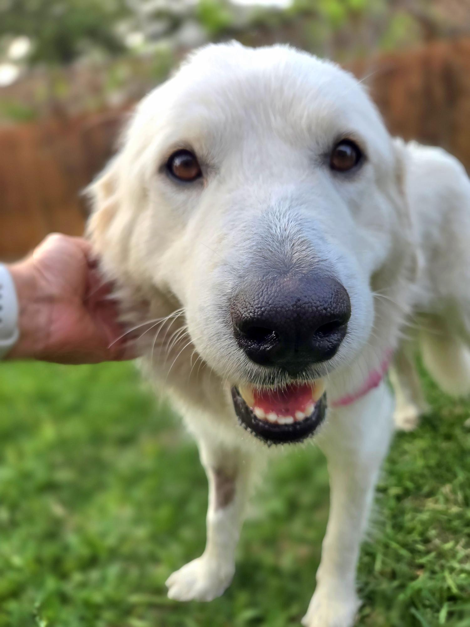 Enlarge Royal SAT AN Maple, a Adopted Great Pyrenees in Saint Jo, TX image 4/6