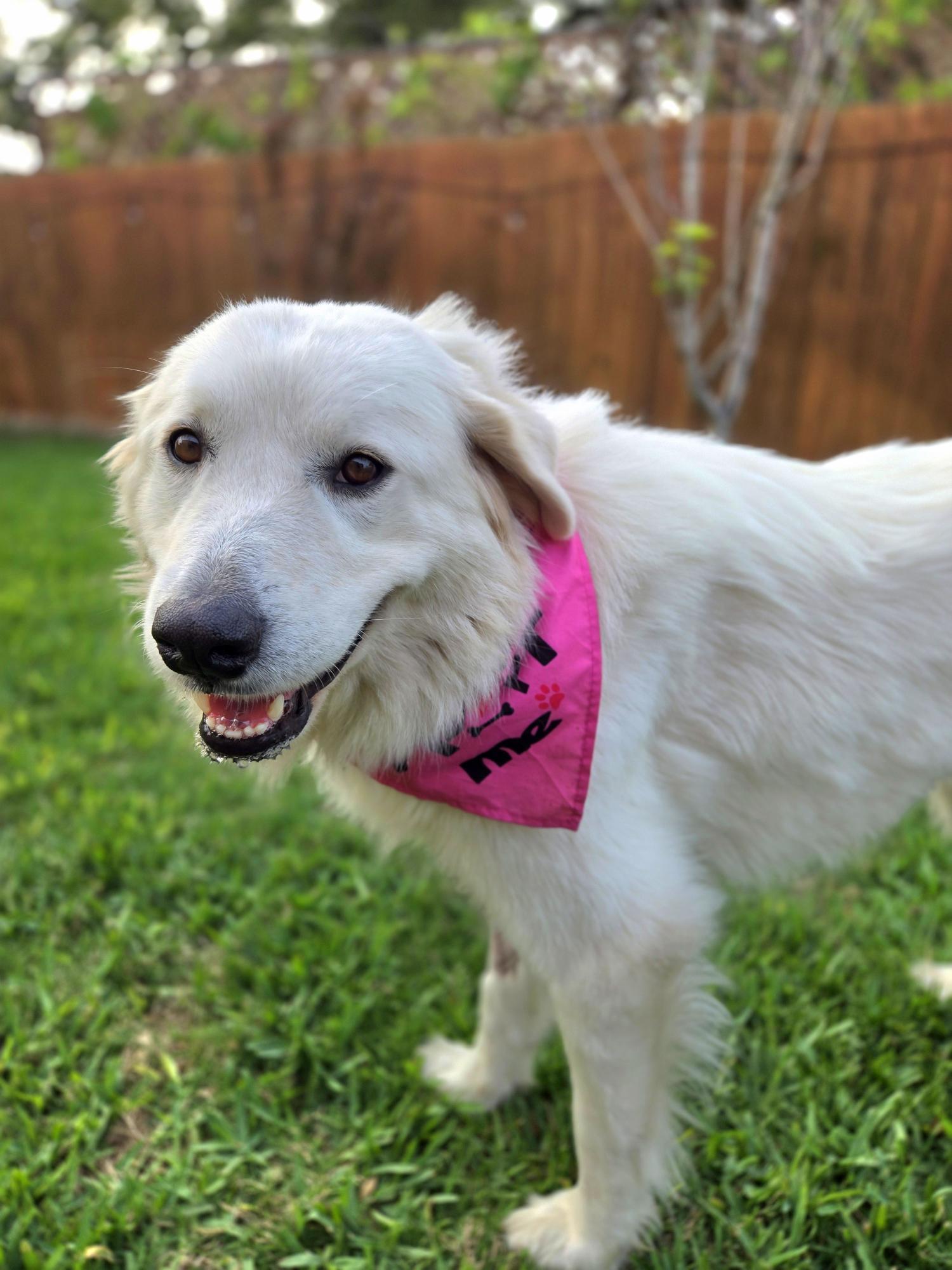 Enlarge Royal SAT AN Maple, a Adopted Great Pyrenees in Saint Jo, TX image 5/6