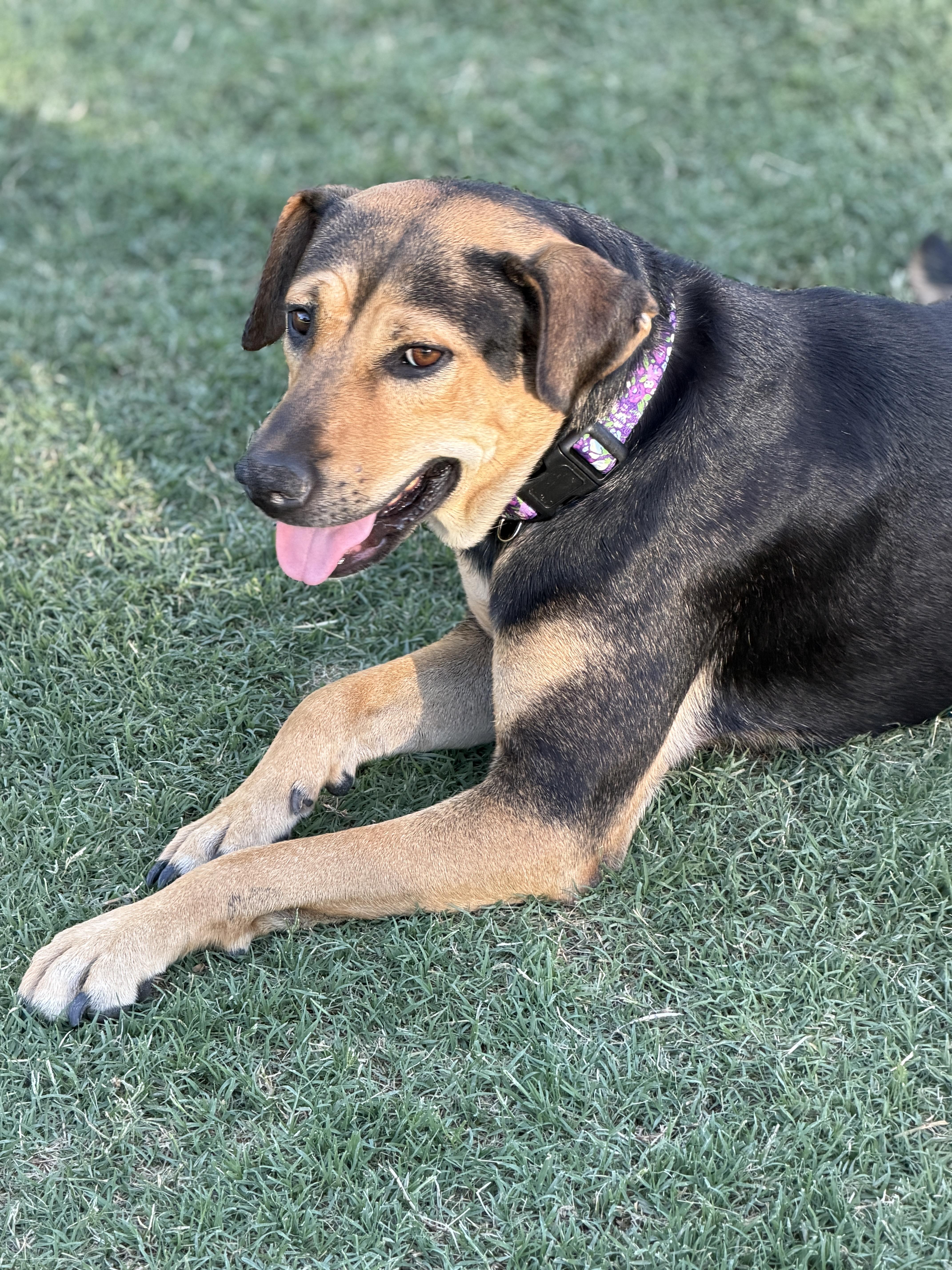 Zuri, an adopted mixed breed in Gilbert, AZ image 6/6