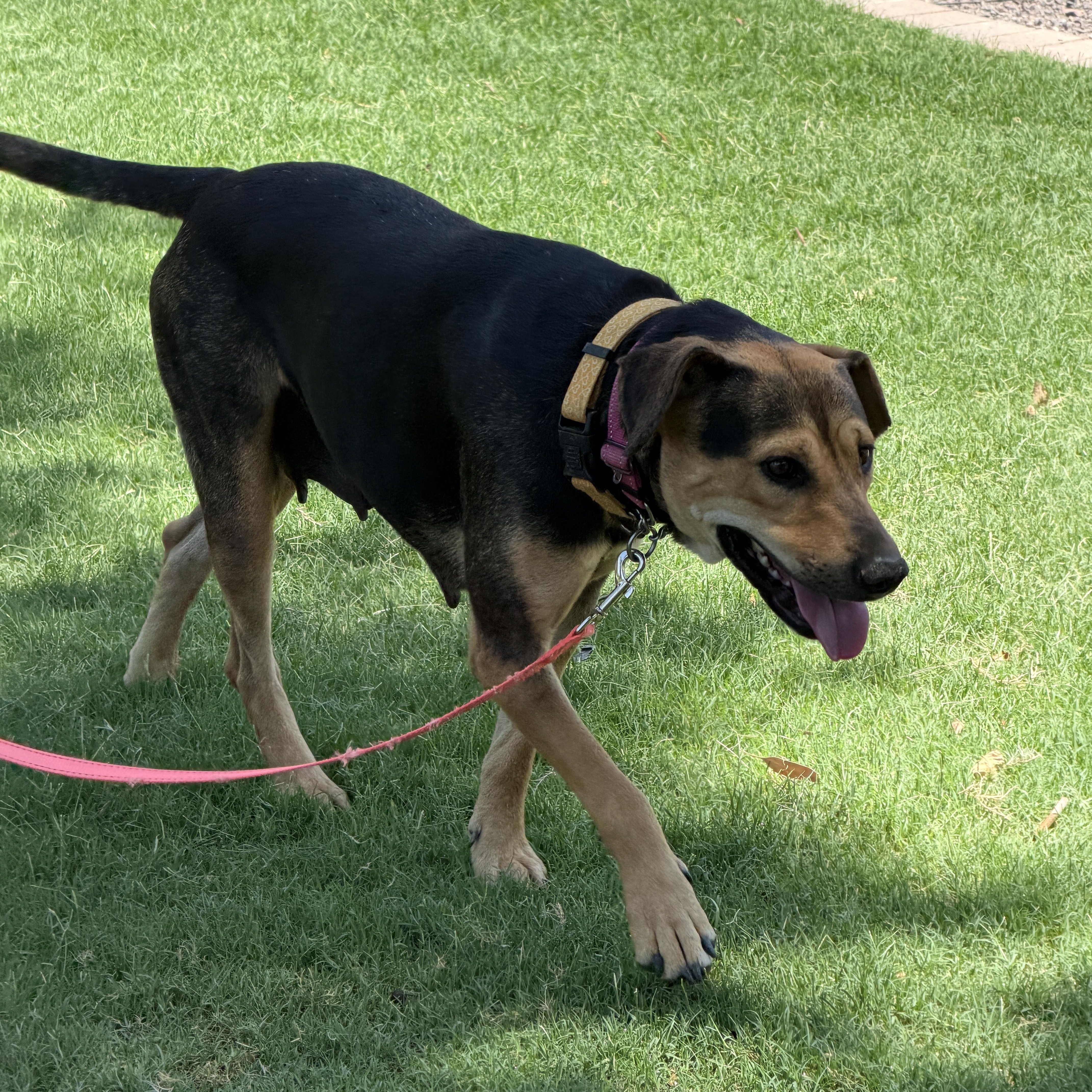 Zuri, an adopted mixed breed in Gilbert, AZ image 5/6