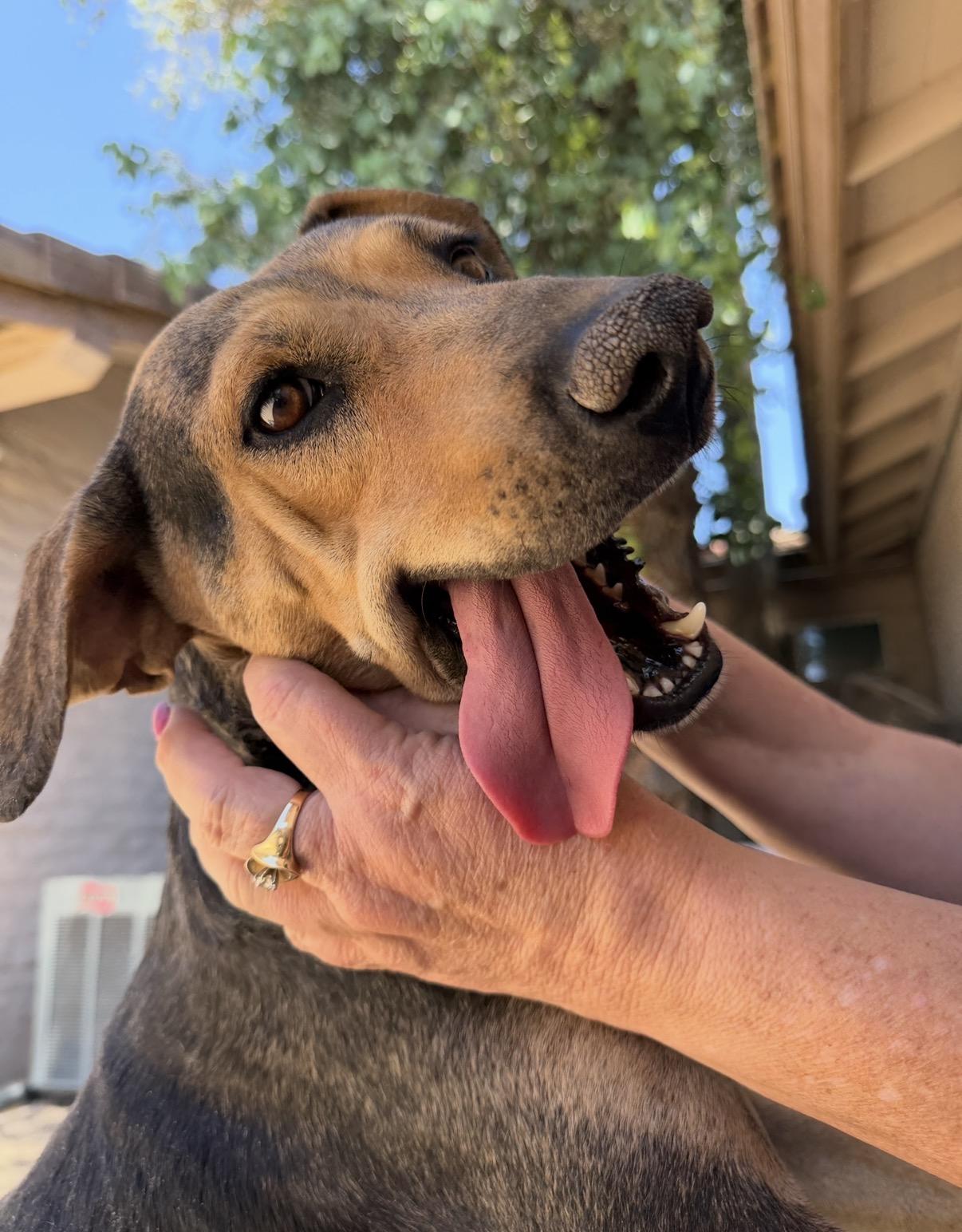 Zuri, an adopted mixed breed in Gilbert, AZ image 4/6