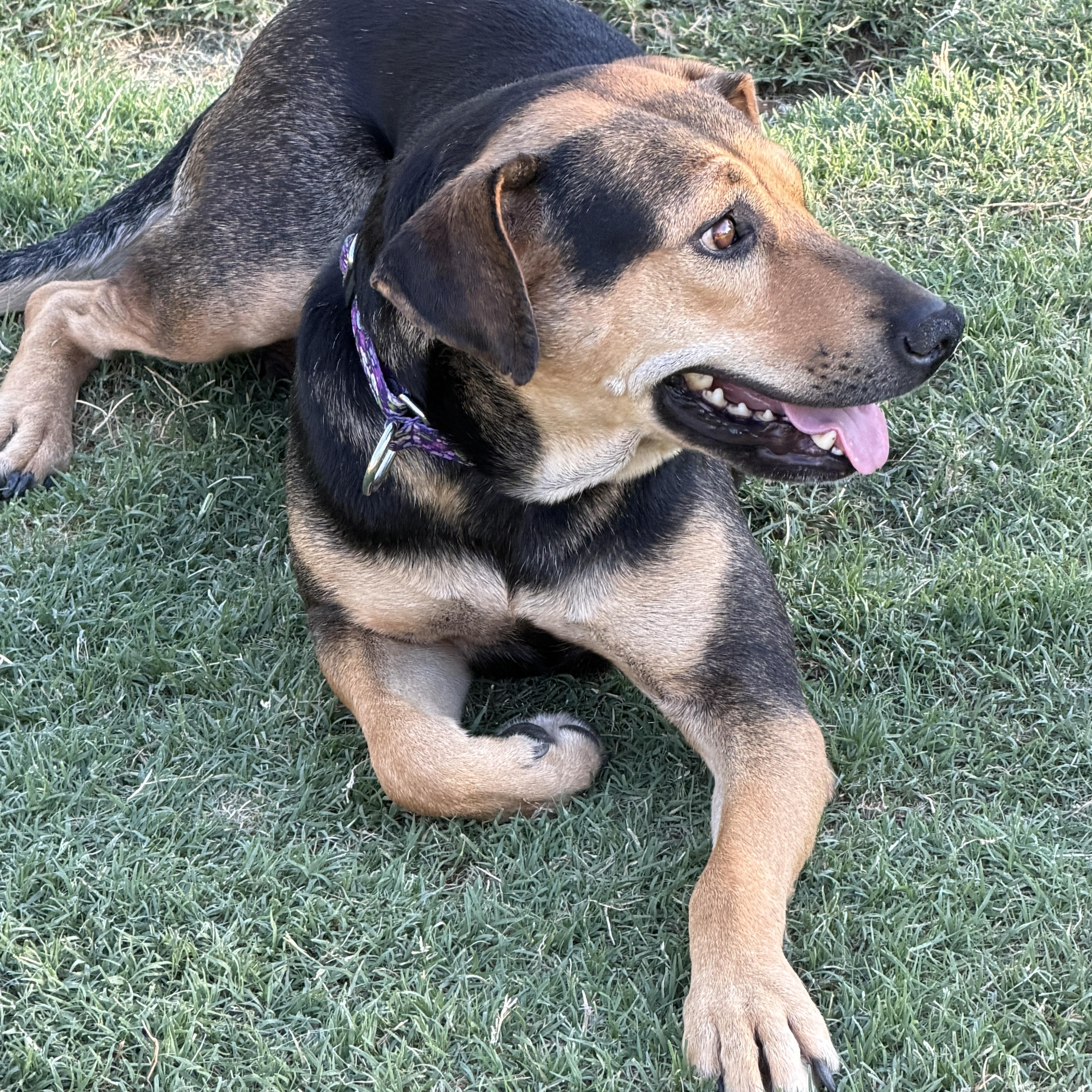 Zuri, adopted, Adult Female Labrador Retriever & German Shepherd Dog.