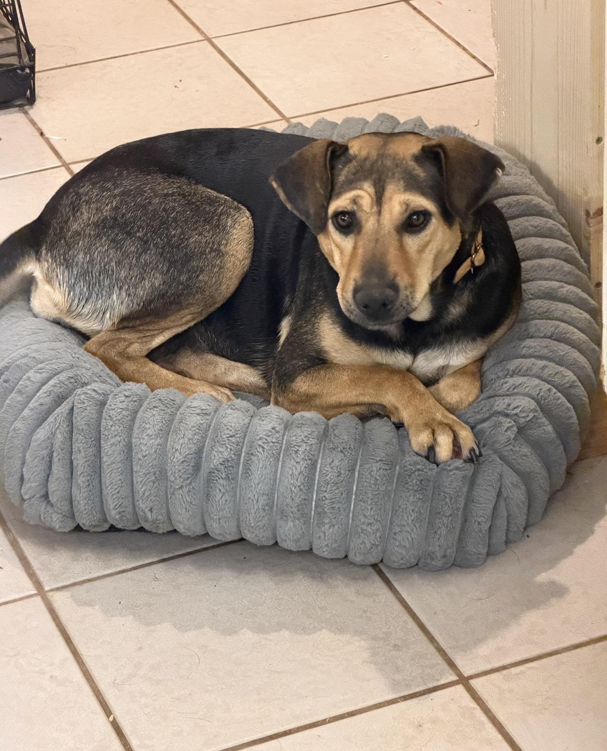 Zuri, an adopted mixed breed in Gilbert, AZ image 3/6