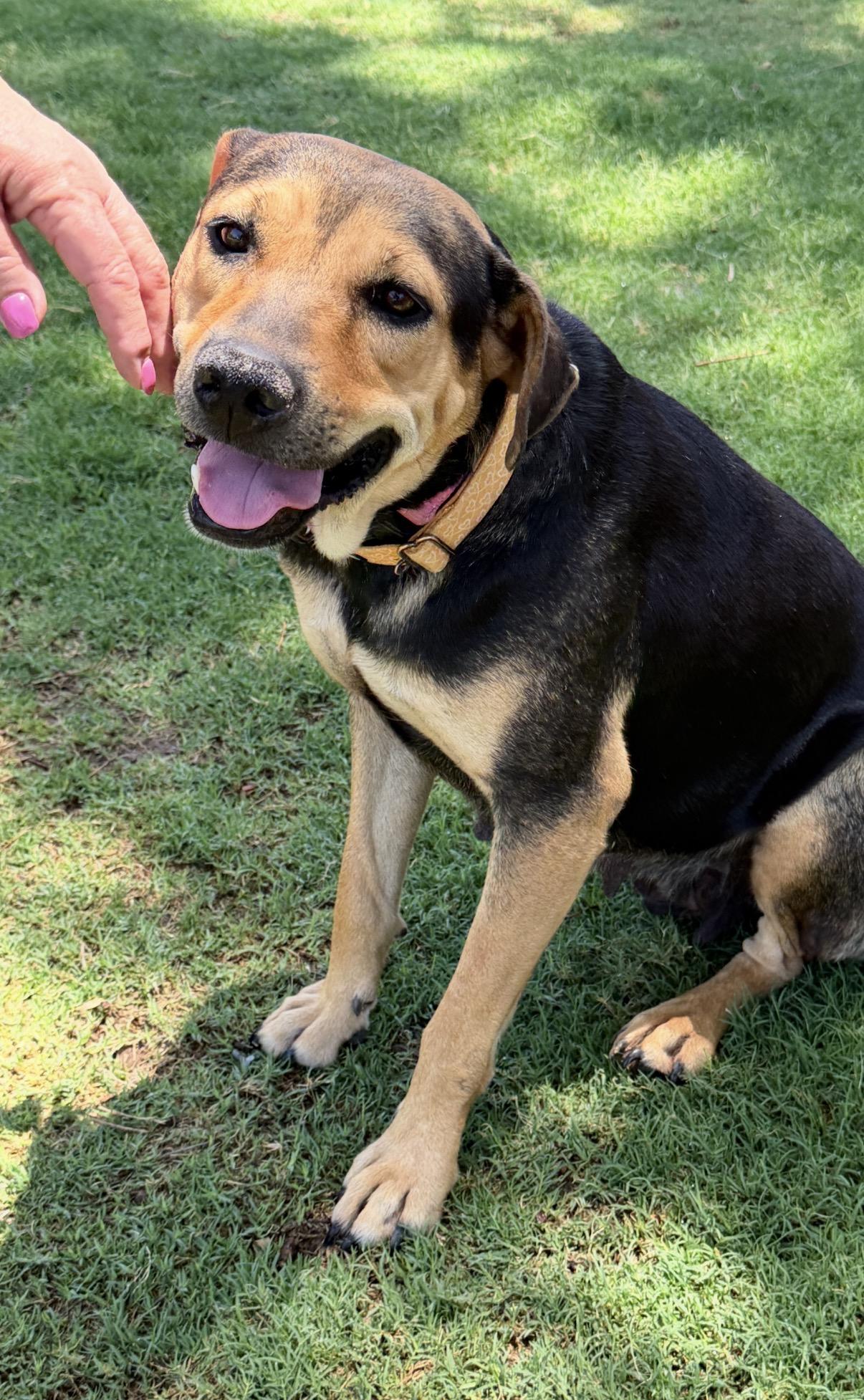 Zuri, an adopted mixed breed in Gilbert, AZ image 2/6