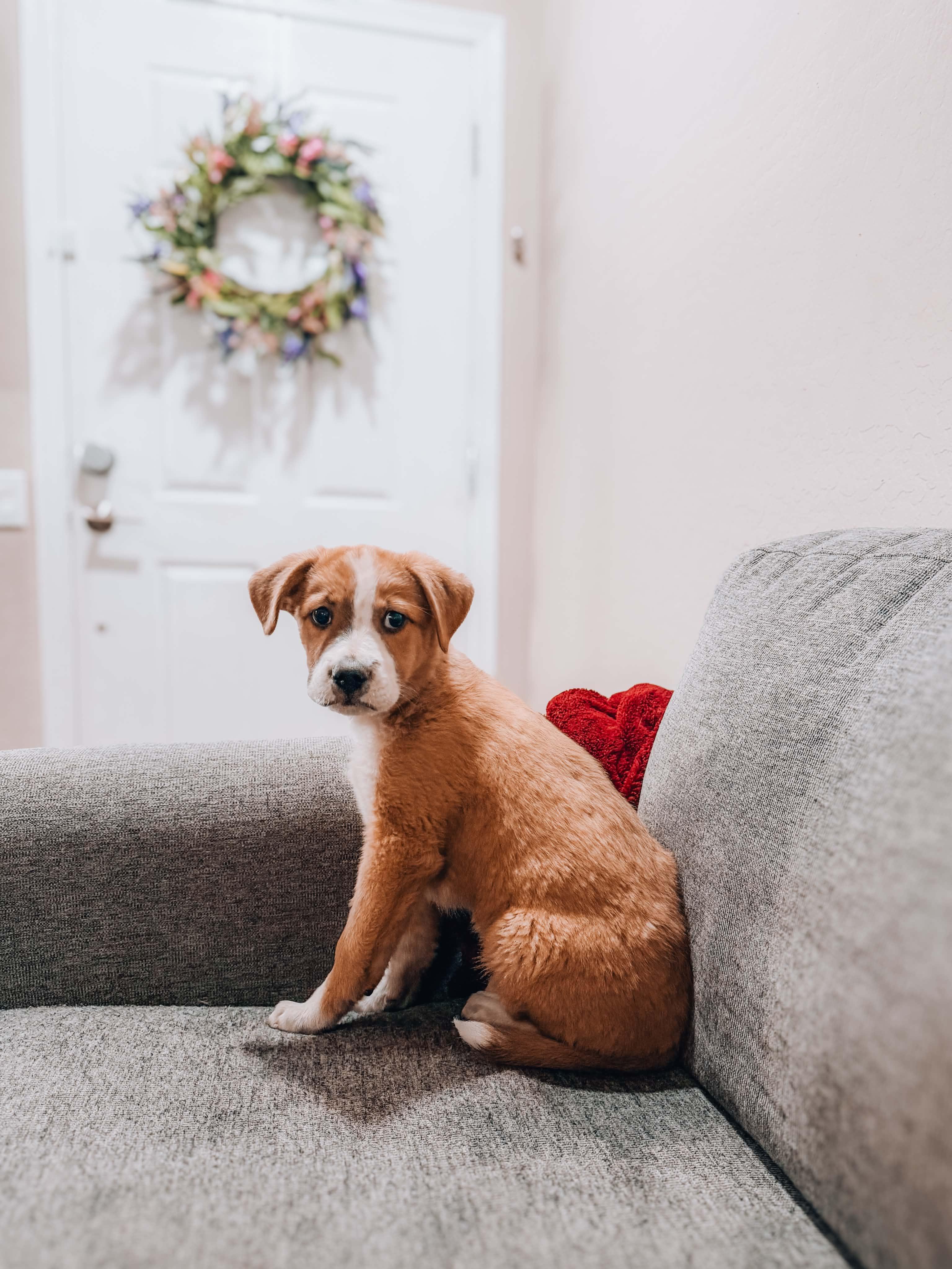 Spongebob, ADOPTABLE, Puppy Male Shepherd.