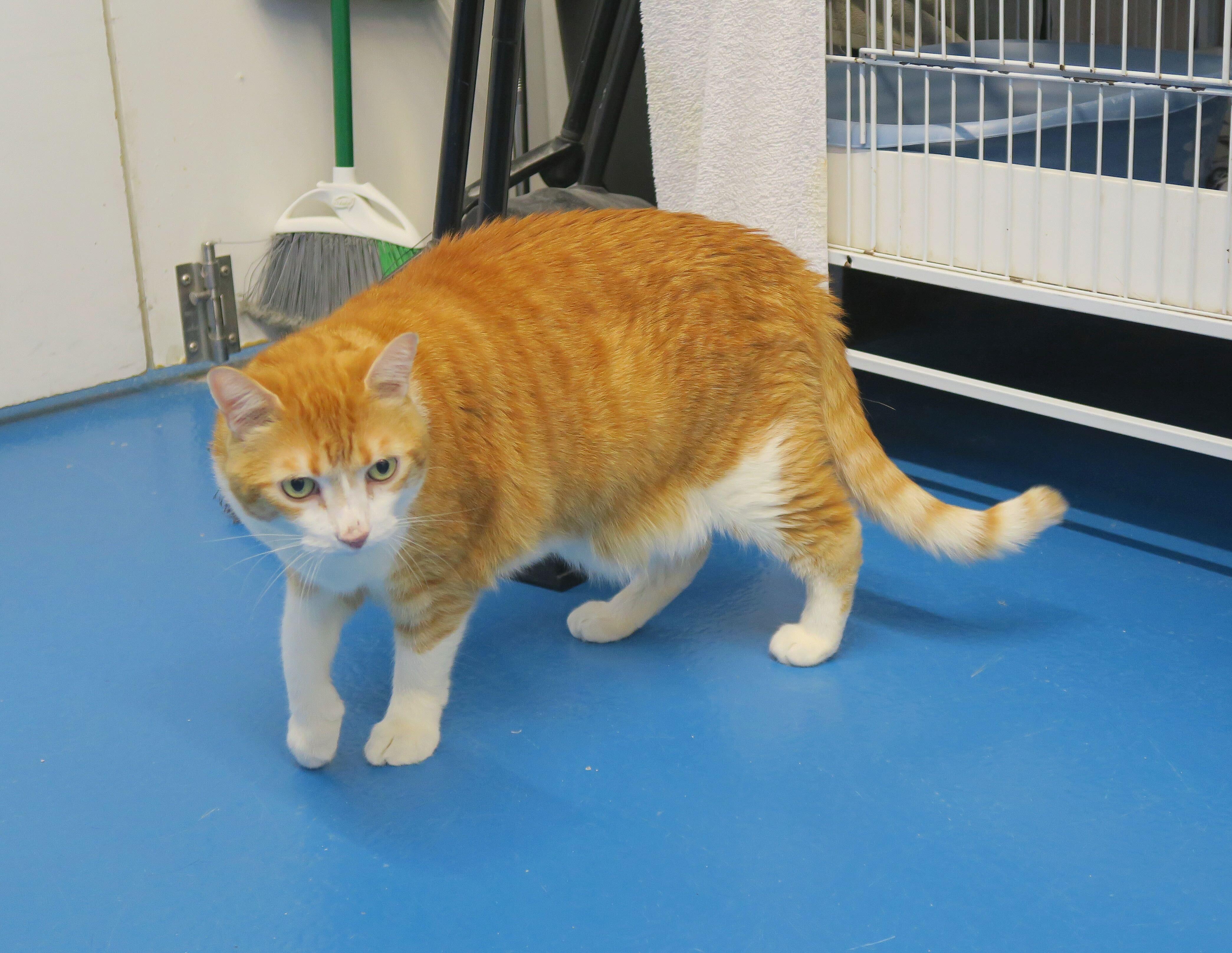 Arthur, an adoptable Domestic Short Hair in Toronto, ON image 4/5