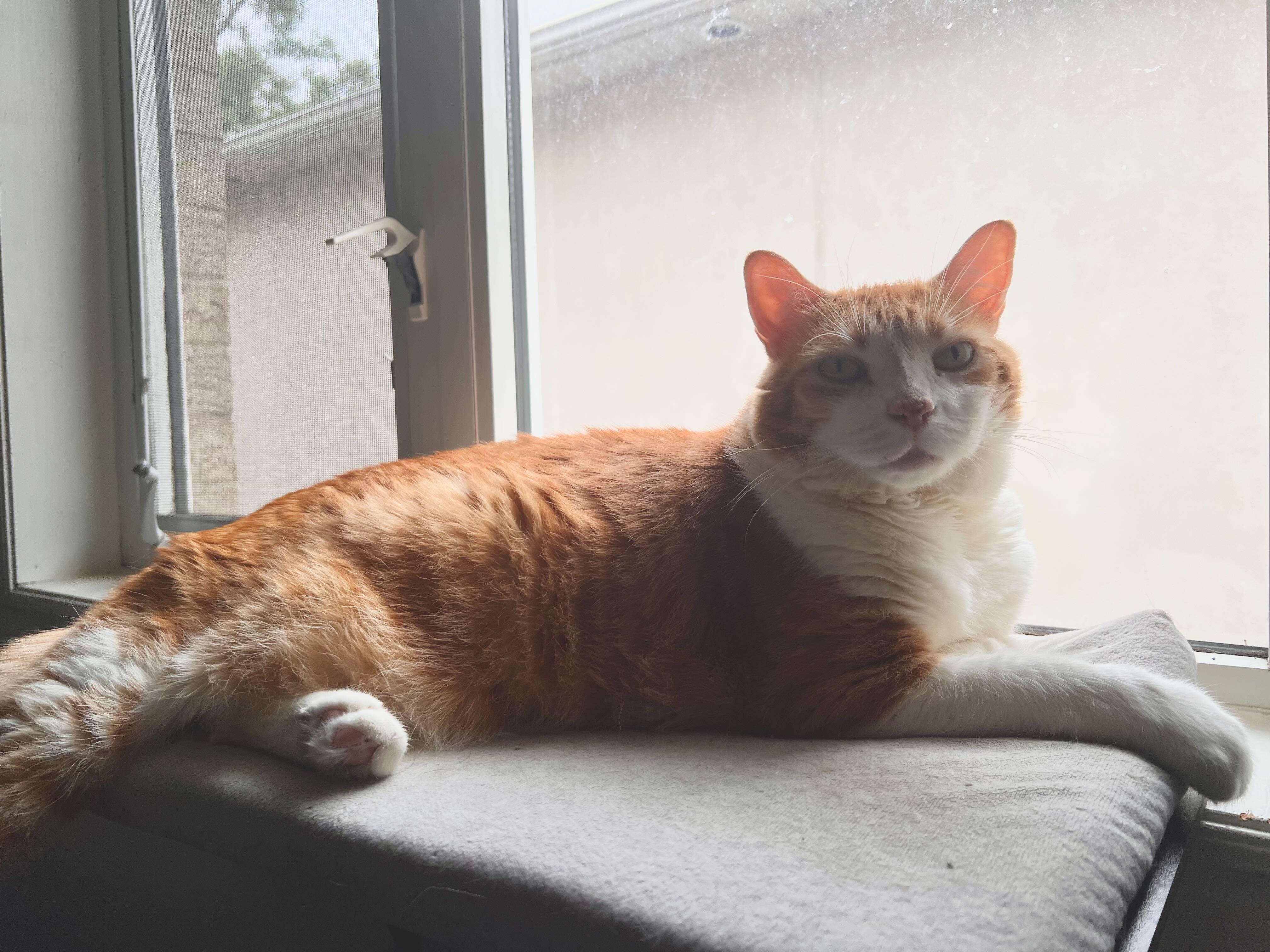 Arthur, an adoptable Domestic Short Hair in Toronto, ON image 3/5