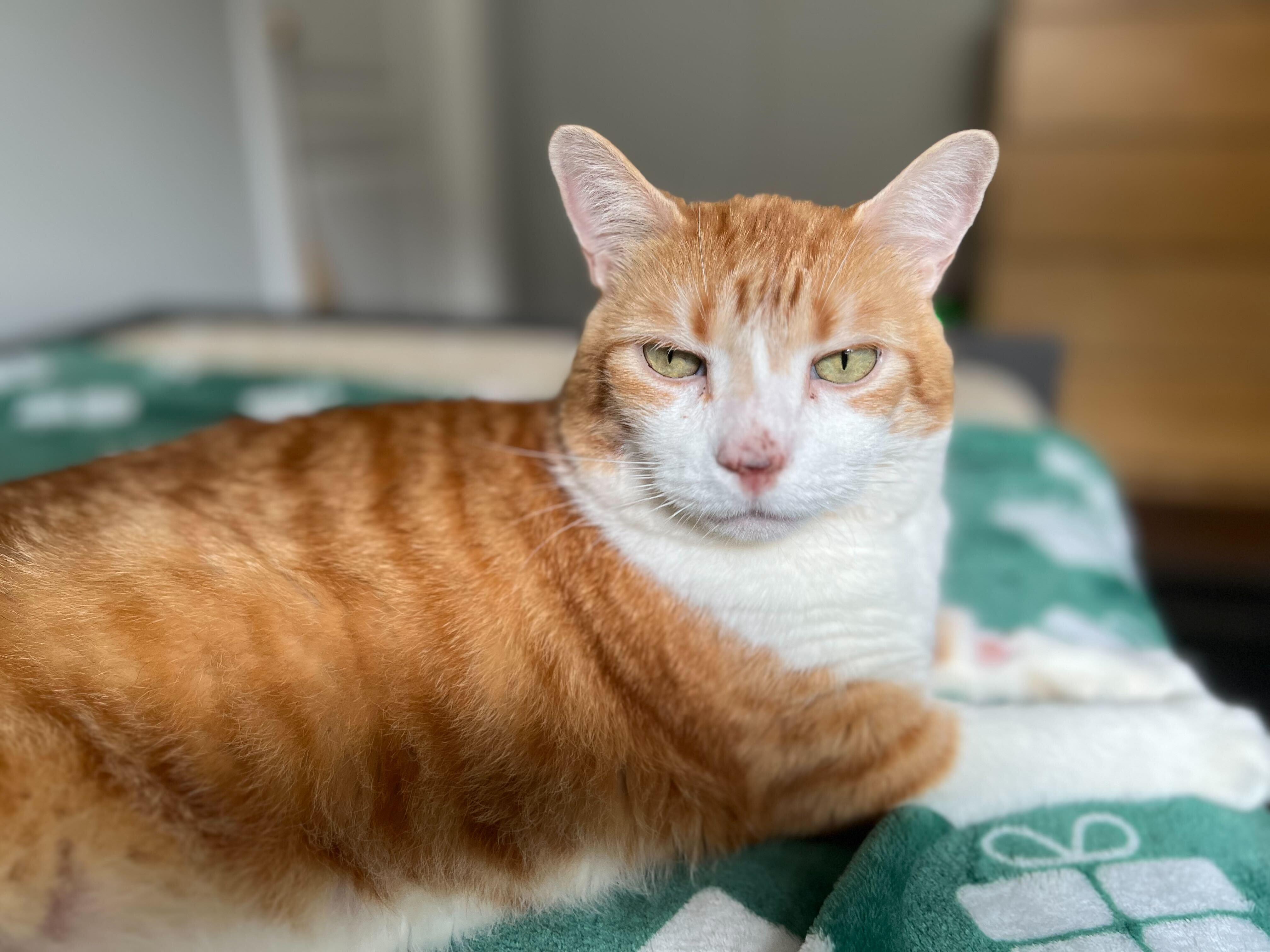 Arthur, an adoptable Domestic Short Hair in Toronto, ON image 2/5