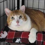 Arthur, adoptable, Senior Male Domestic Short Hair.