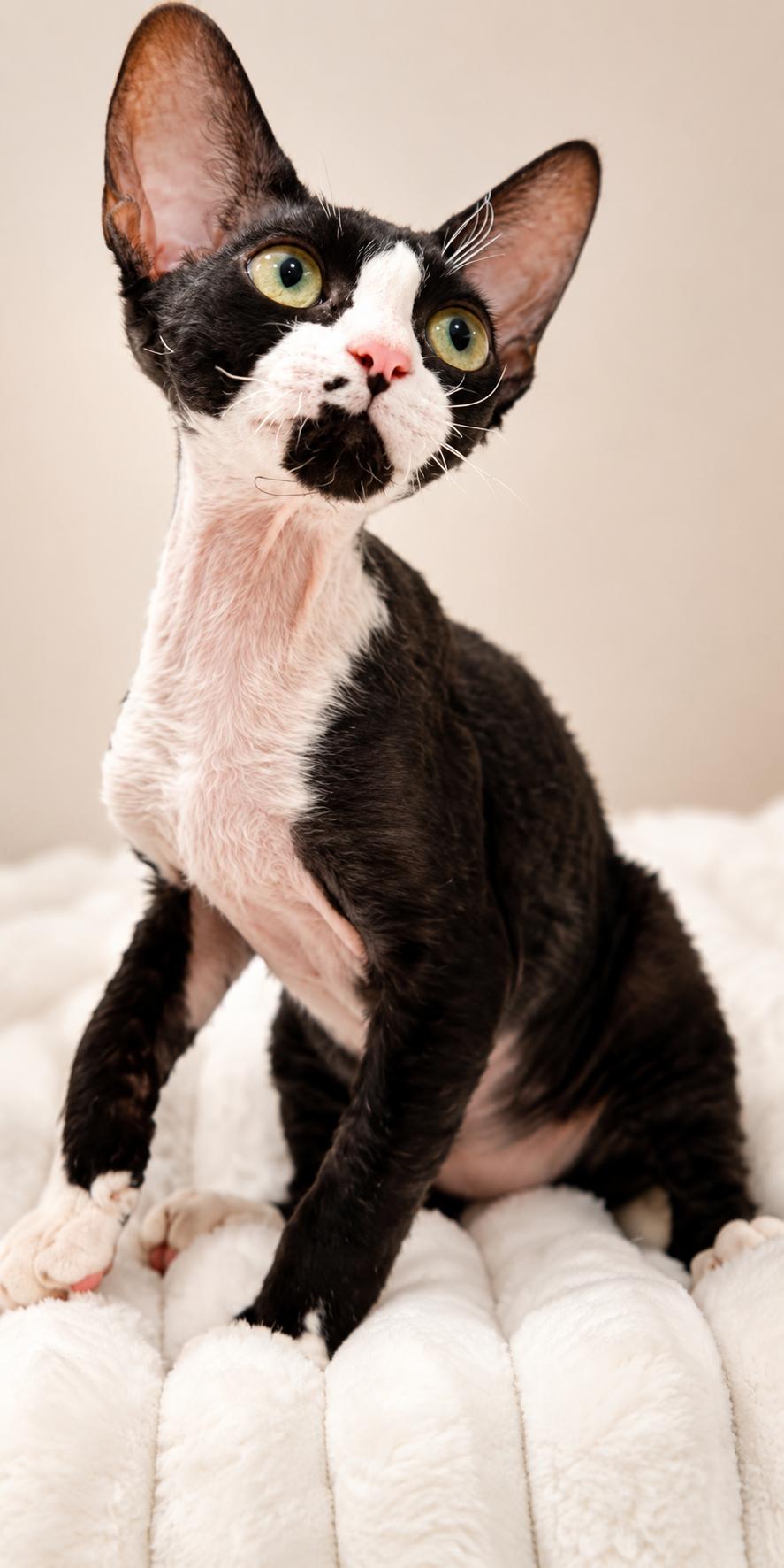 Pipi and Lala, an adopted Devon Rex in Woodmere, NY image 3/3