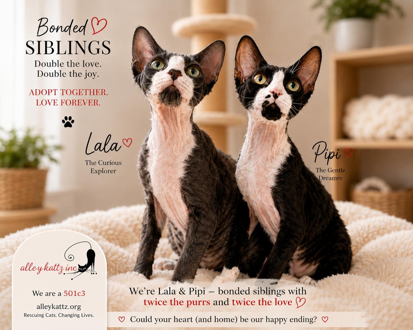 Pipi and Lala, adopted, Kitten Male Devon Rex.