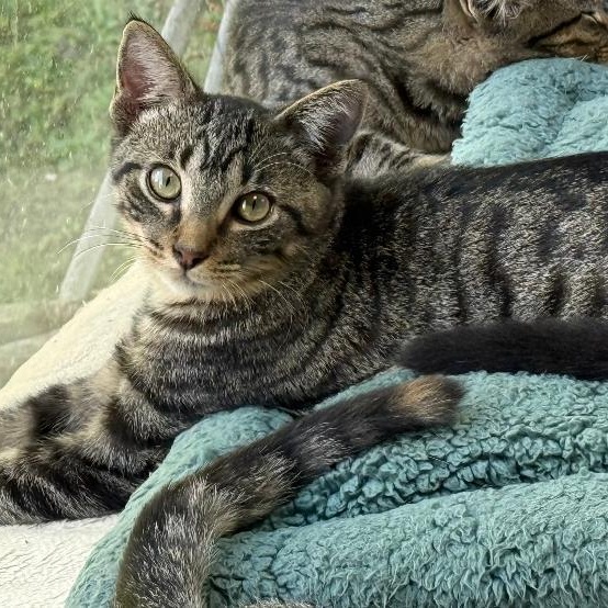 STEVEN, an adoptable Domestic Short Hair in Gresham, WI, 54128 | Photo Image 1