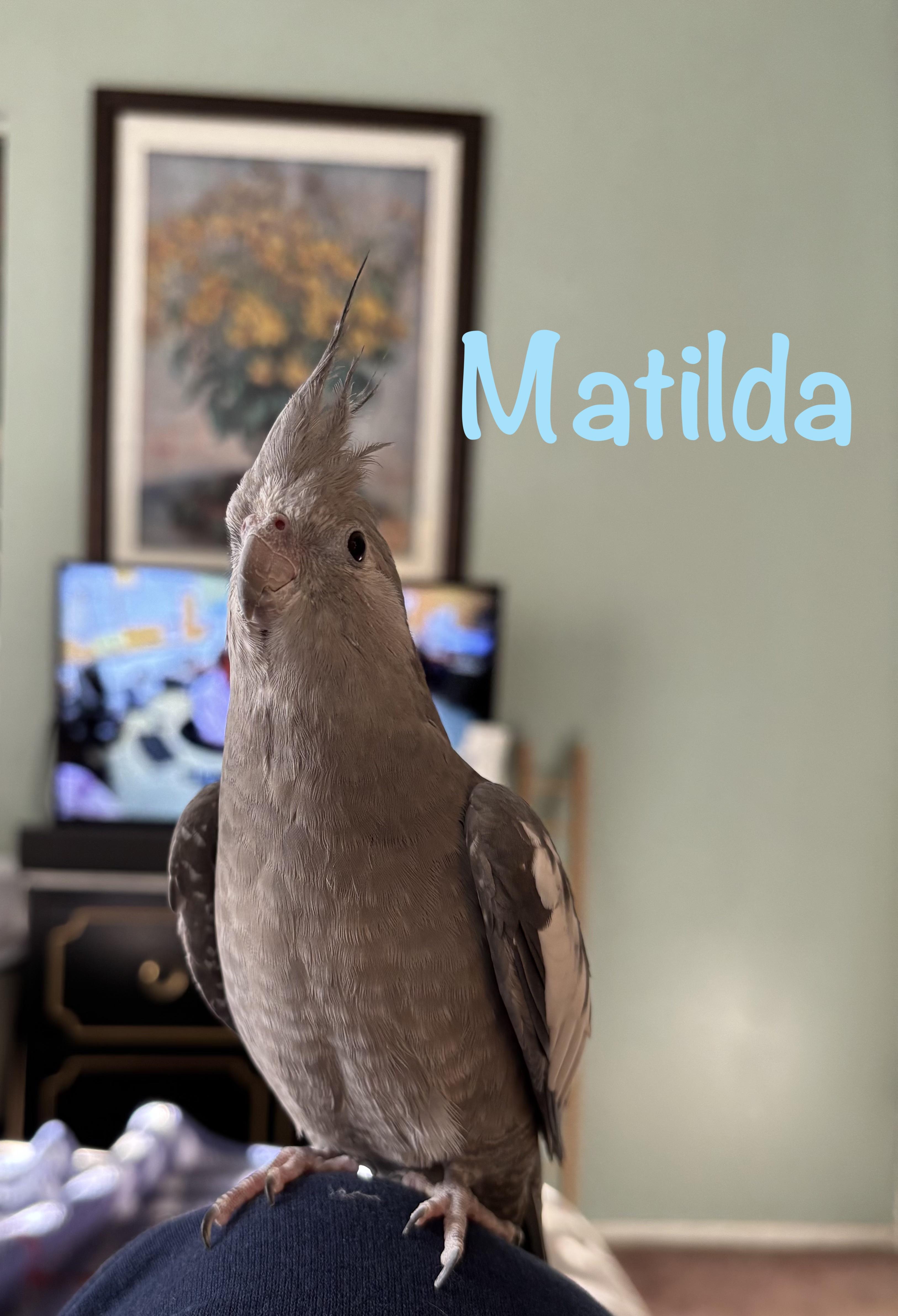 Matilda, Adoptable, Young Female Cockatiel.