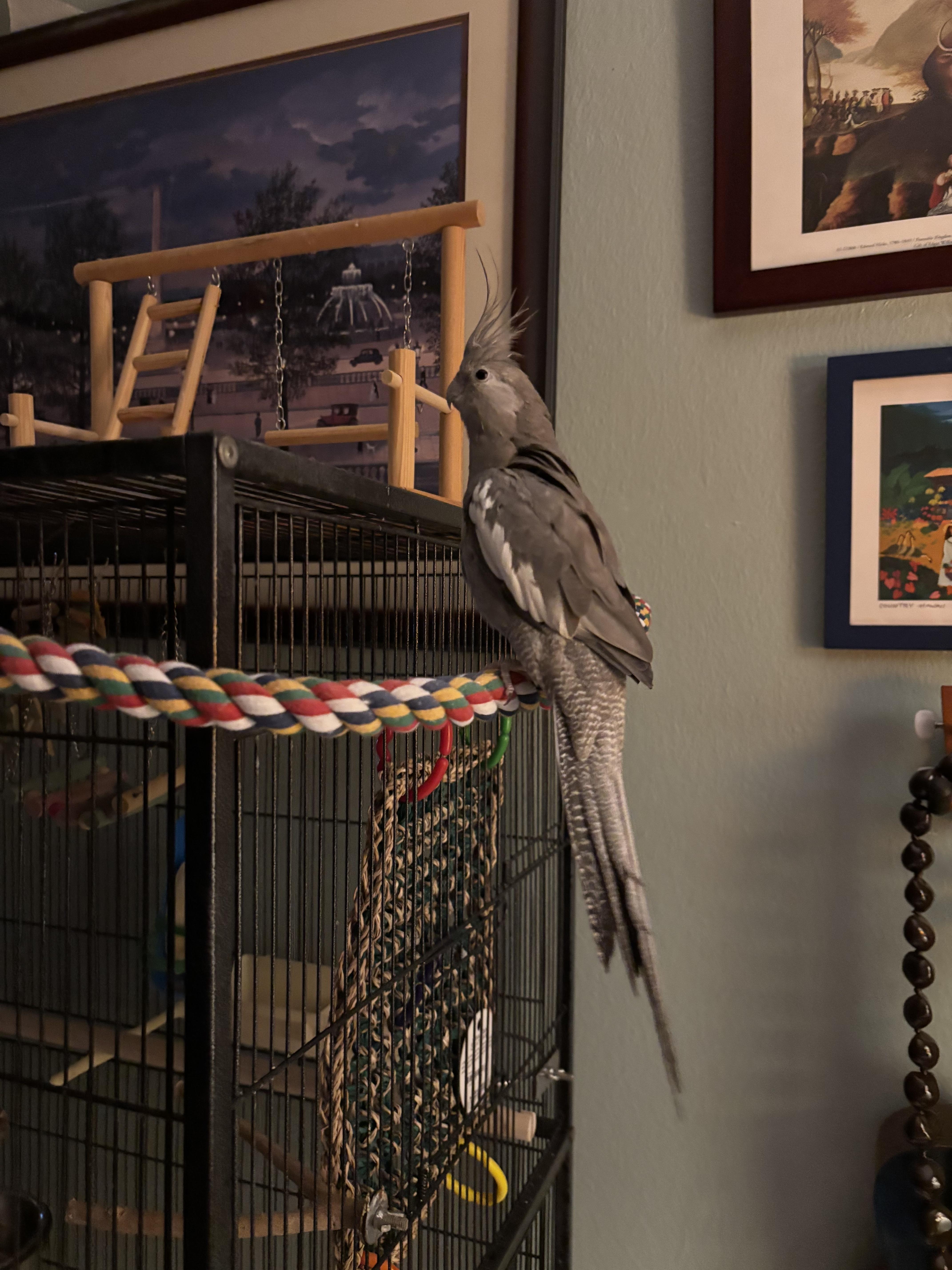 Enlarge Matilda, a Adoptable Cockatiel in Winter Springs, FL image 3/3