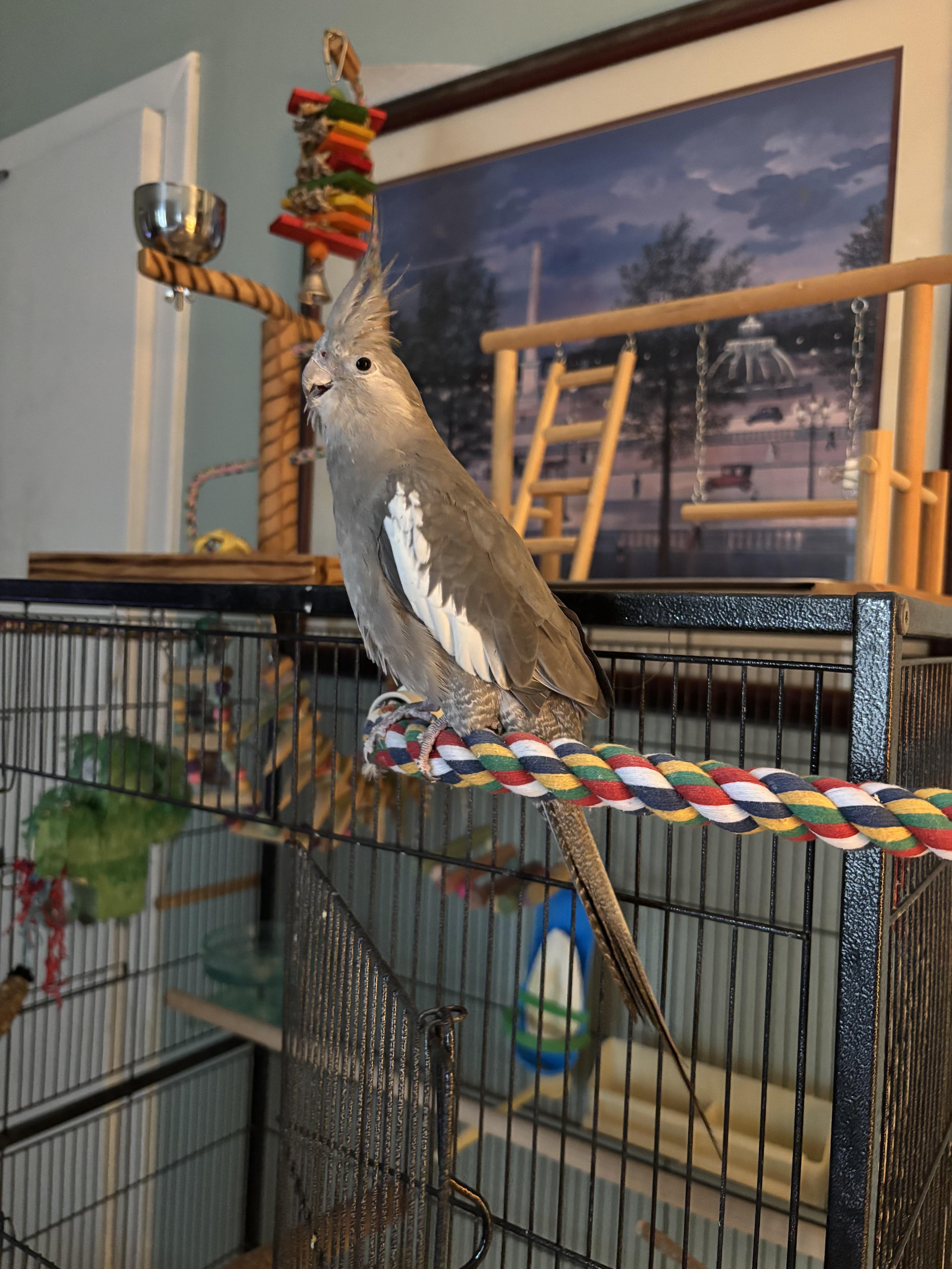 Enlarge Matilda, a Adoptable Cockatiel in Winter Springs, FL image 2/3