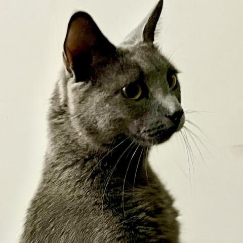 Lulu, a Adoptable mixed breed in Chicago, IL image 3/6