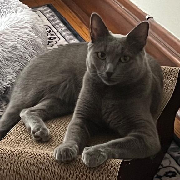 Lulu, a Adoptable mixed breed in Chicago, IL image 6/6