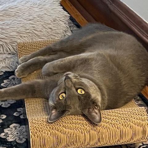 Lulu, a Adoptable mixed breed in Chicago, IL image 4/6