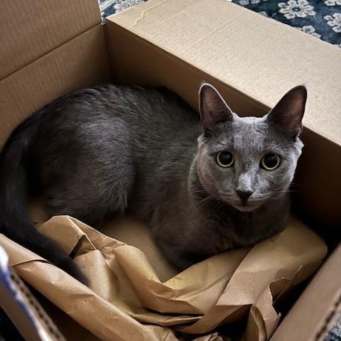 Lulu, a Adoptable mixed breed in Chicago, IL image 2/6