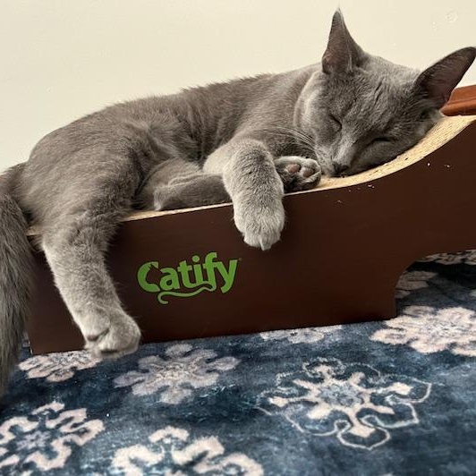 Lulu, a Adoptable mixed breed in Chicago, IL image 5/6