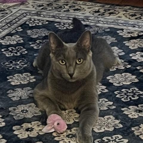 Lulu, Adoptable, Young Female Russian Blue & Domestic Short Hair.