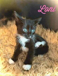 Loni, Adoptable, Kitten Female Domestic Short Hair.