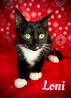 Loni, a Adoptable Domestic Short Hair in Pleasanton, TX image 2/3