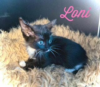 Enlarge Loni, a Adoptable Domestic Short Hair in Pleasanton, TX image 2/2