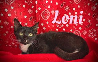 Loni, a Adoptable Domestic Short Hair in Pleasanton, TX image 3/3