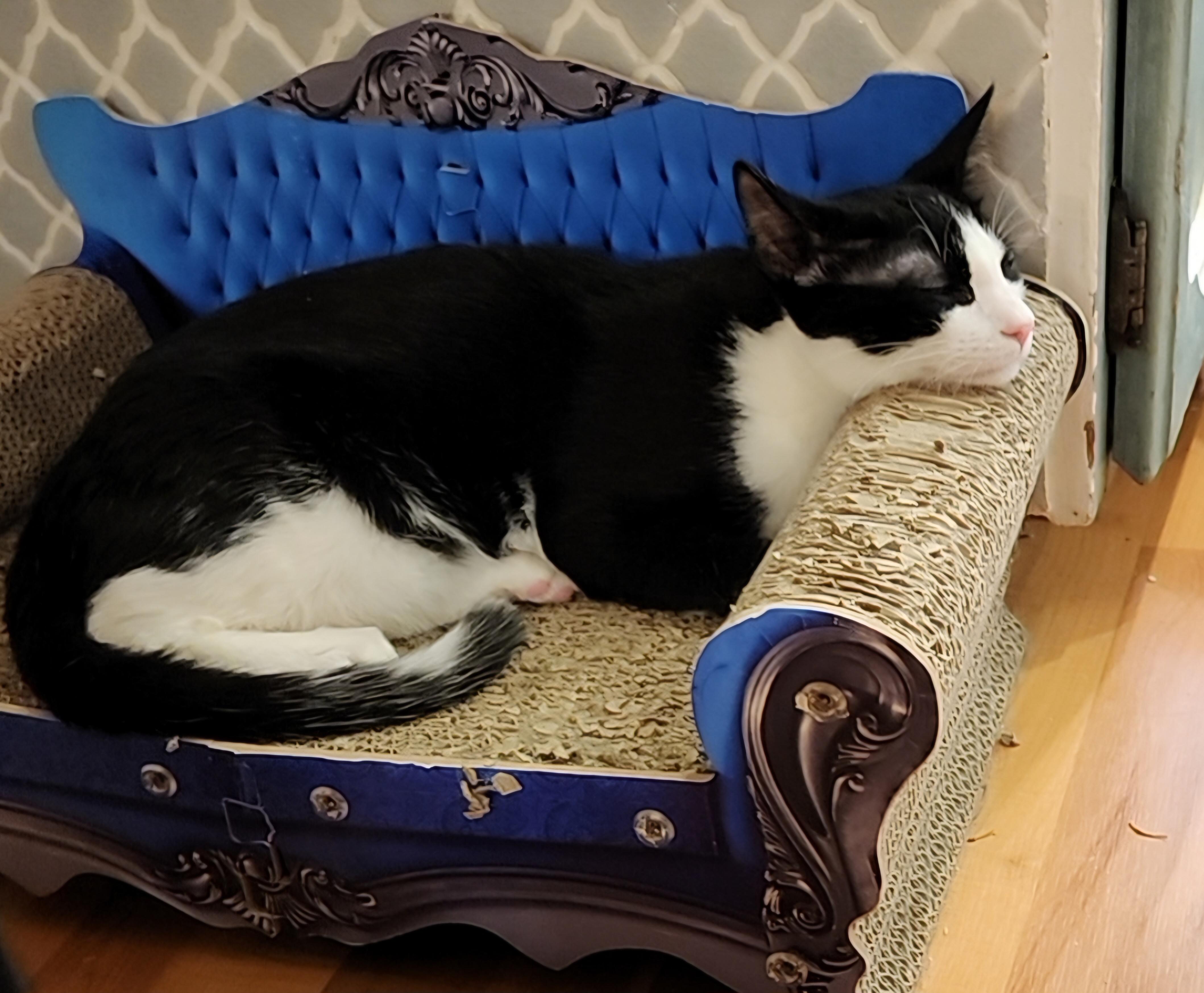 Enlarge Claw Capone, an adoptable Domestic Medium Hair in Lacey, WA image 2/5