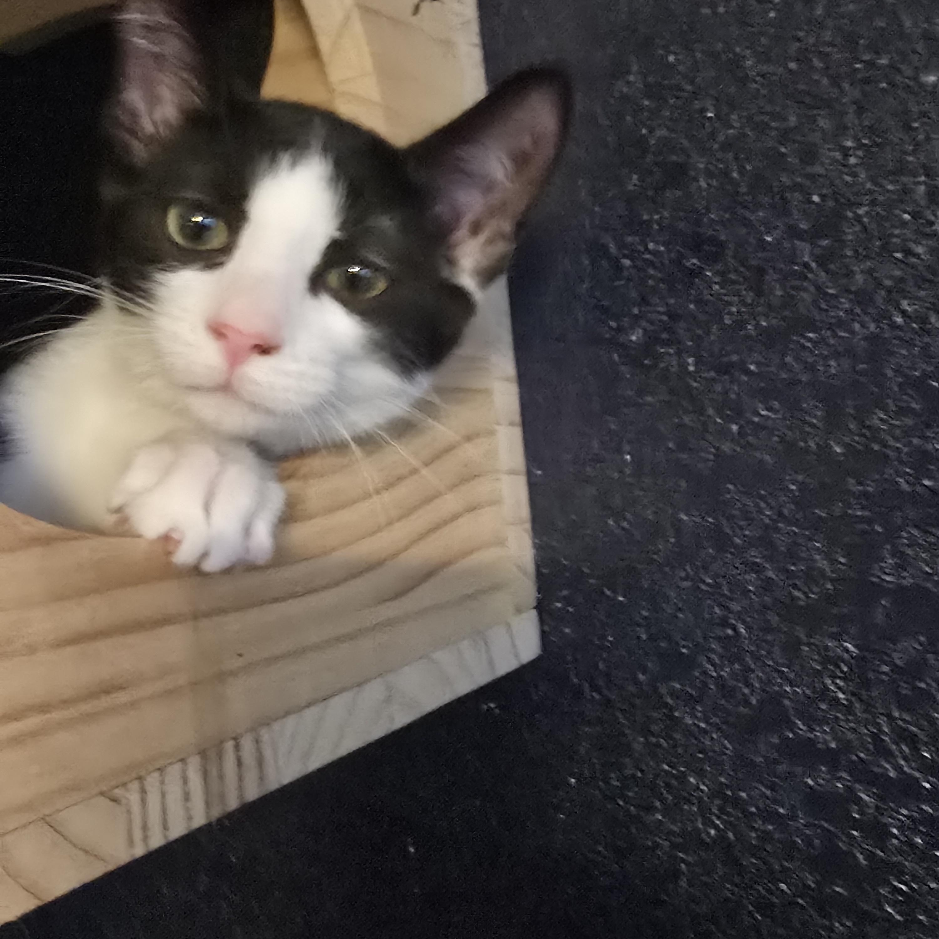 Enlarge Claw Capone, an adoptable Domestic Medium Hair in Lacey, WA image 3/5