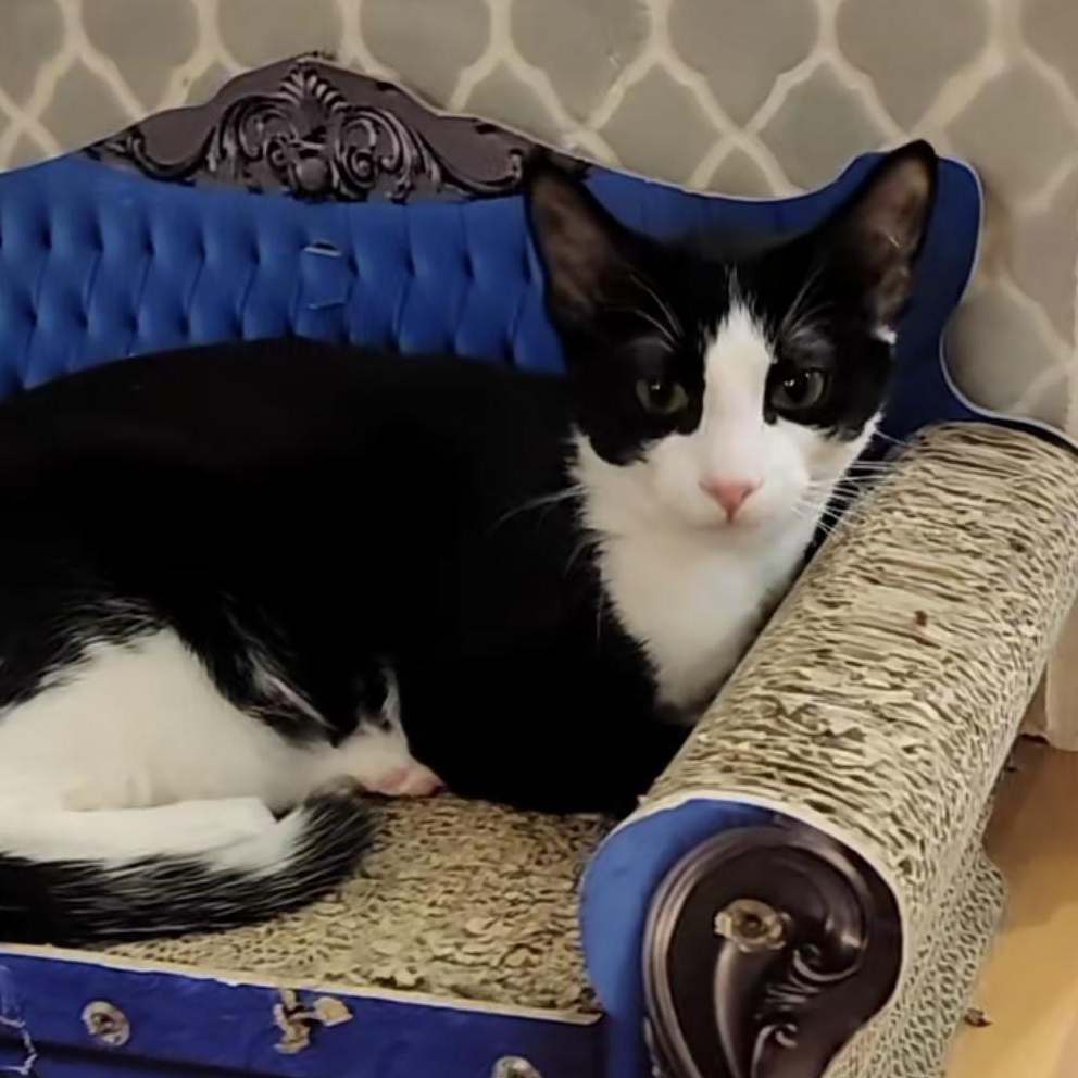 Claw Capone, adoptable, Kitten Male Domestic Medium Hair.