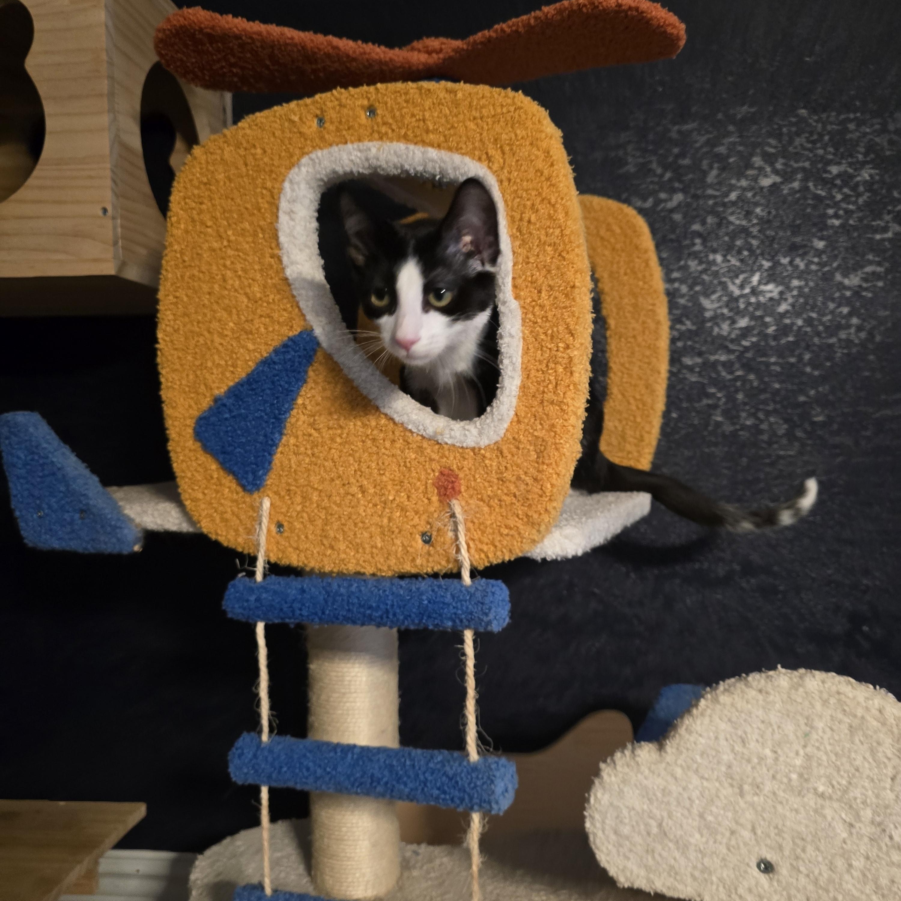 Enlarge Claw Capone, an adoptable Domestic Medium Hair in Lacey, WA image 5/5